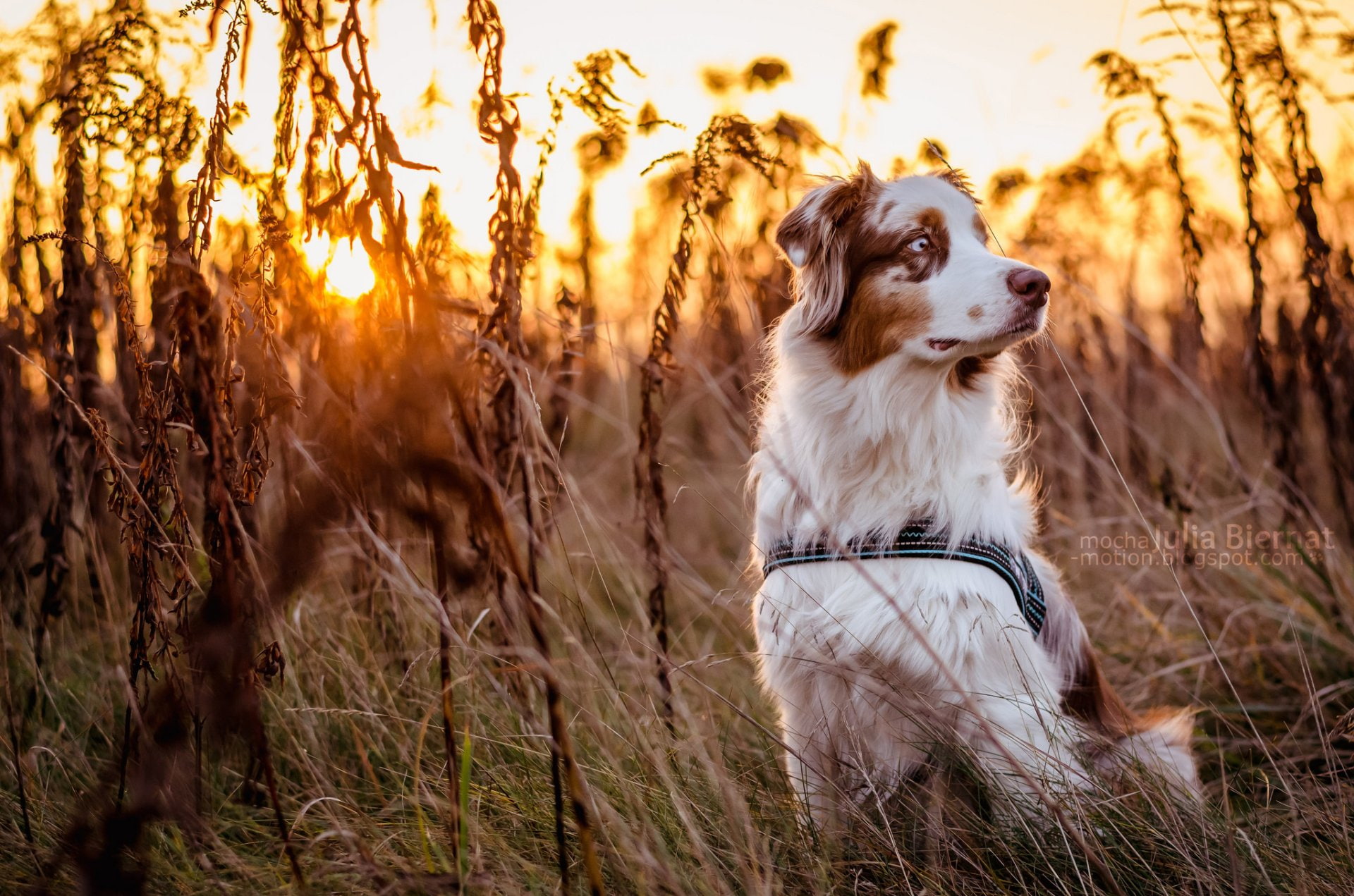 Australian Shepherd, Dog, 1080P, Dogs, Pet, HD Wallpaper
