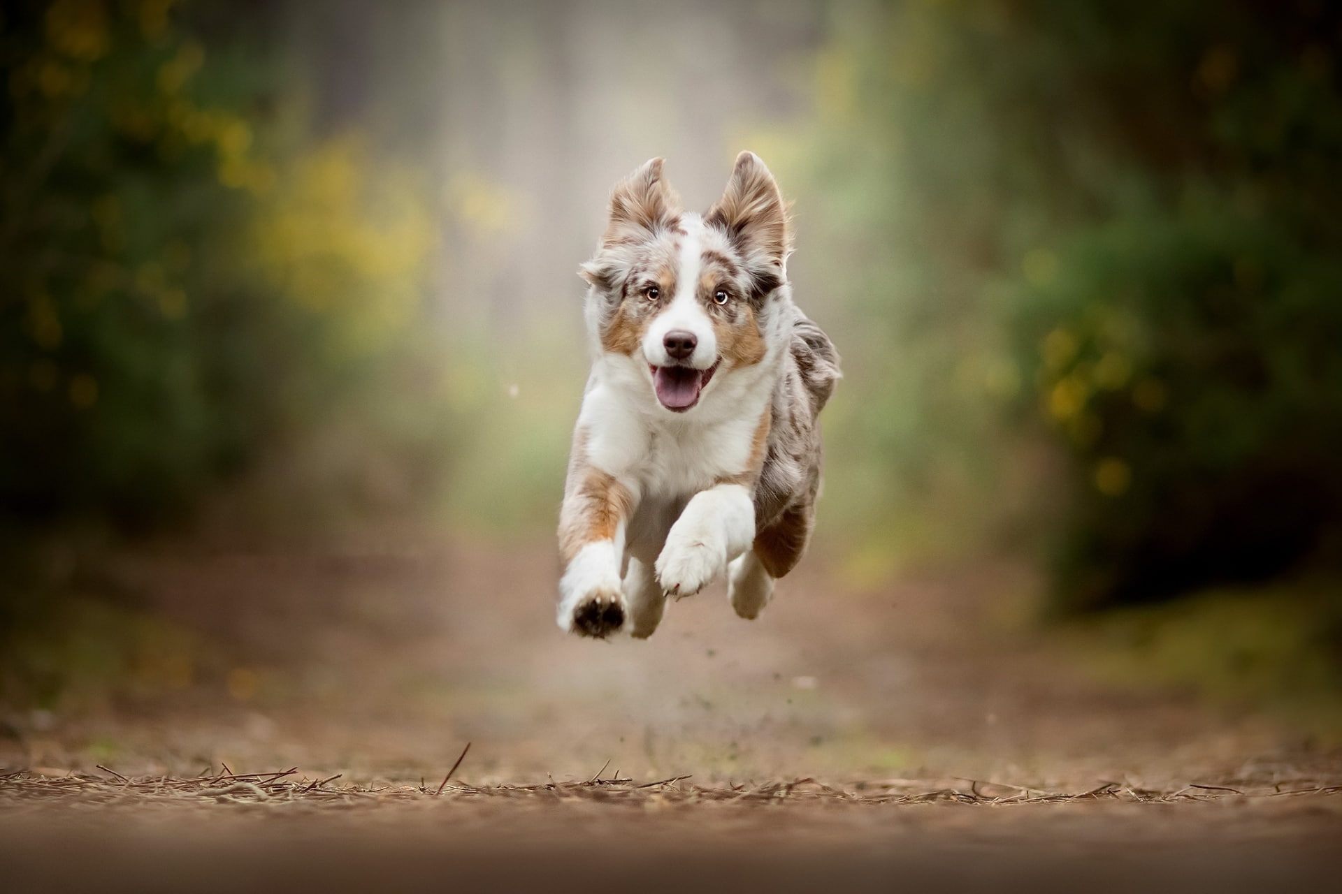 Australian Shepherd, Pet, Dogs, Depth Of Field, 1080P, Dog, Puppy, Baby Animal, HD Wallpaper