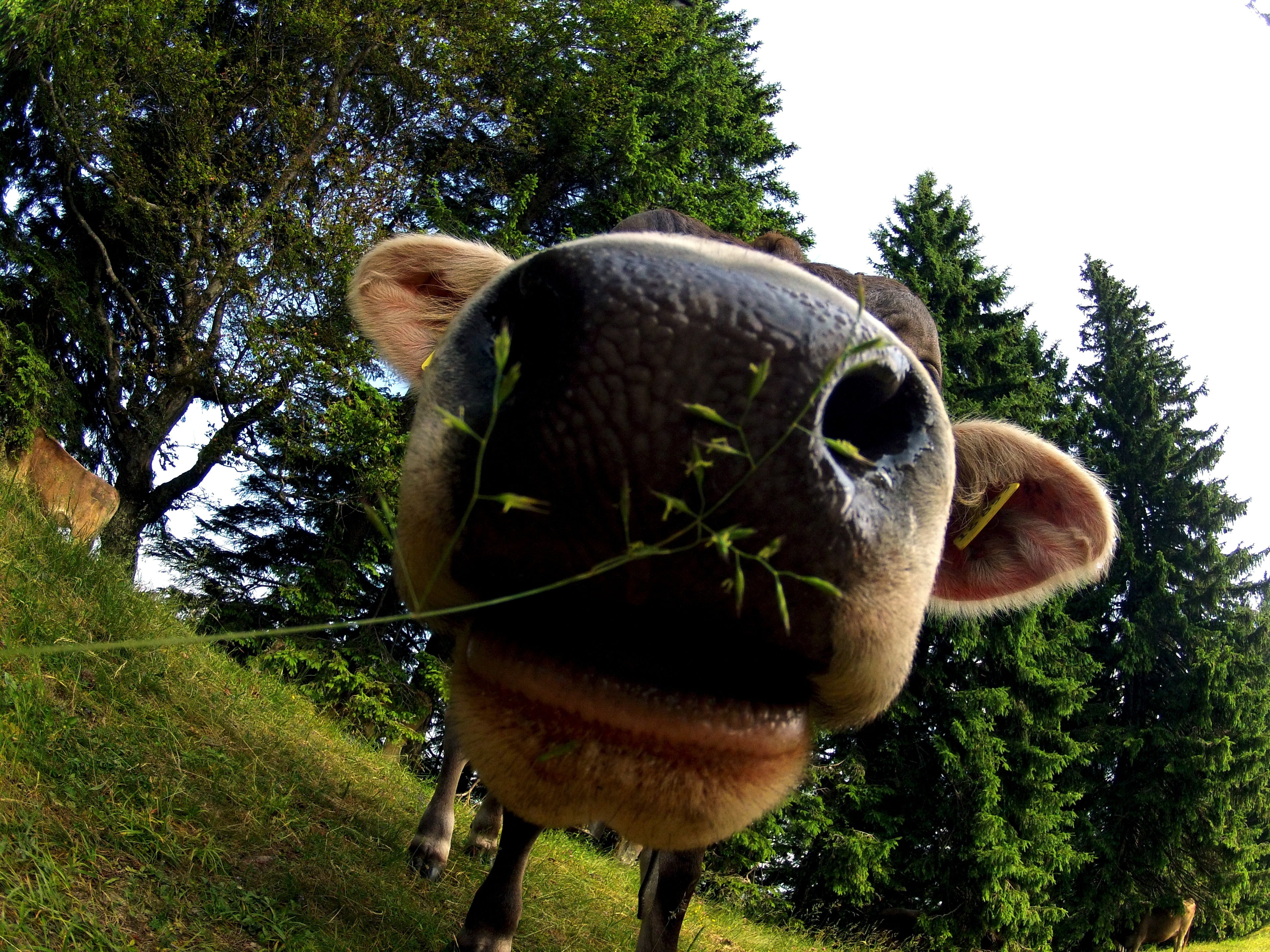 grass, animal nose, animal head, animal body part, allgäu, 4K, herbivorous, kuiros, domestic animals, brown, ruminant, animal mouth, one animal, mammal, HD Wallpaper