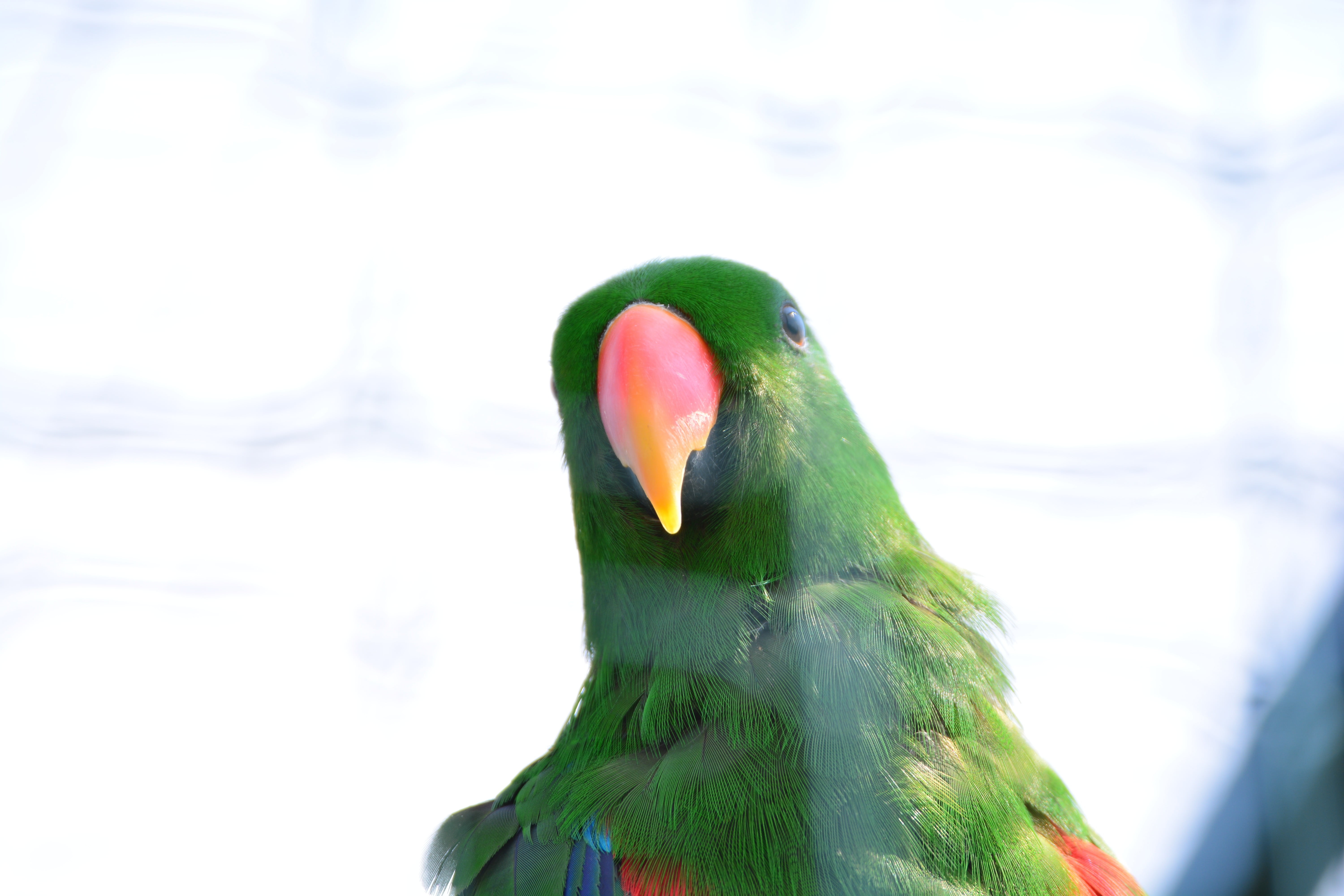 bird, close-up, vertebrate, wildlife, animal body part, outdoors, animal, sky, nature, animal themes, feather, red, 5K, beautiful, zoo, green color, bill, HD Wallpaper