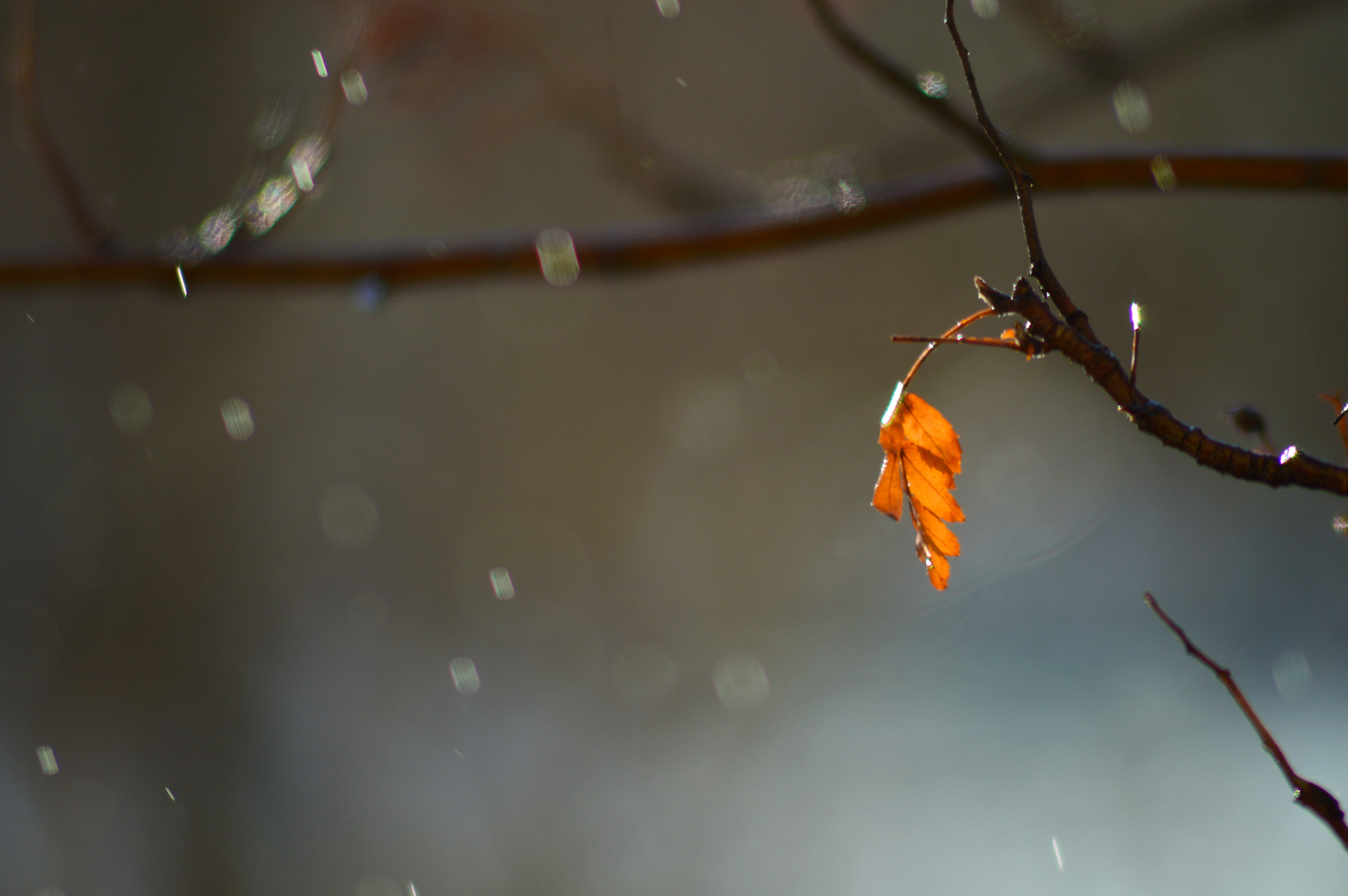 bright, plant part, sunny day, tree, wind, autumn, photo, selective focus, sheet, branch, water, close-up, outdoors, natural condition, tranquility, leaves, HD Wallpaper