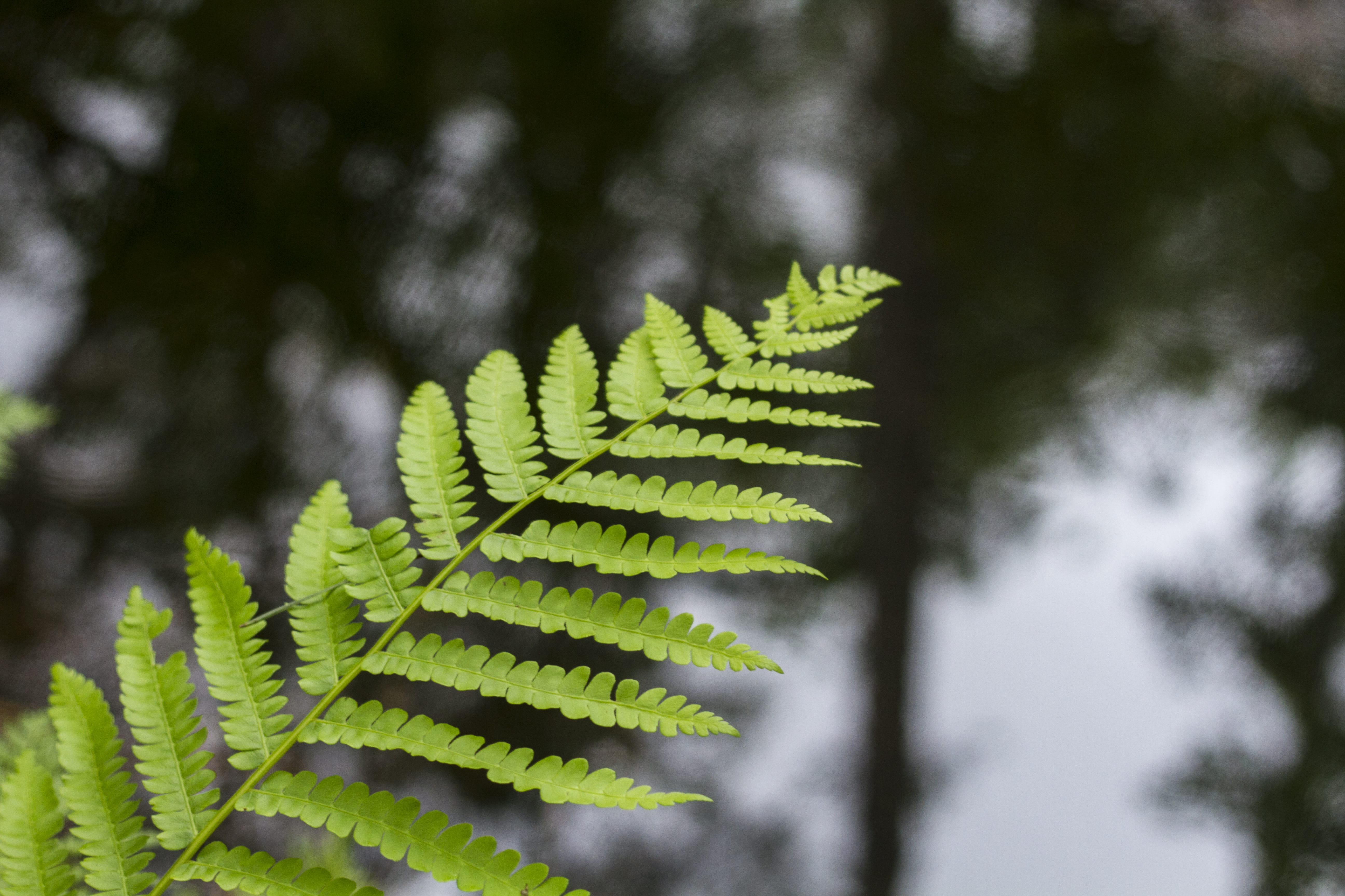 oblique, leaf, outdoors, day, no people, fractal, branch, growth, close-up, nature, beauty in nature, plant part, fragility, freshness, vulnerability, focus on foreground, HD Wallpaper