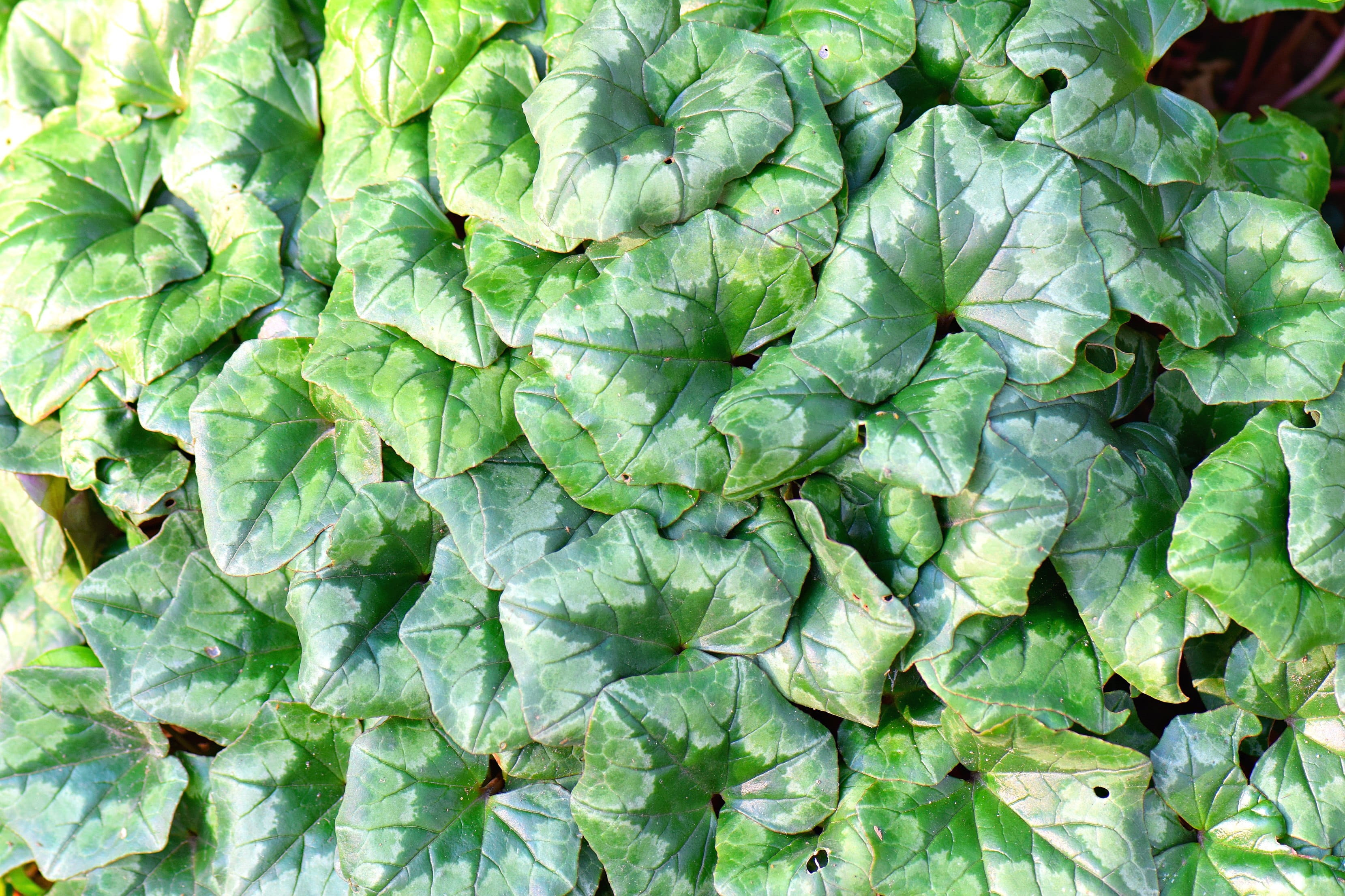 composing, outdoors, nature, leaf, freshness, raw food, beauty in nature, growth, garden, plant, atmosphere, full frame, efeu, elves, creeper, artwork, HD Wallpaper