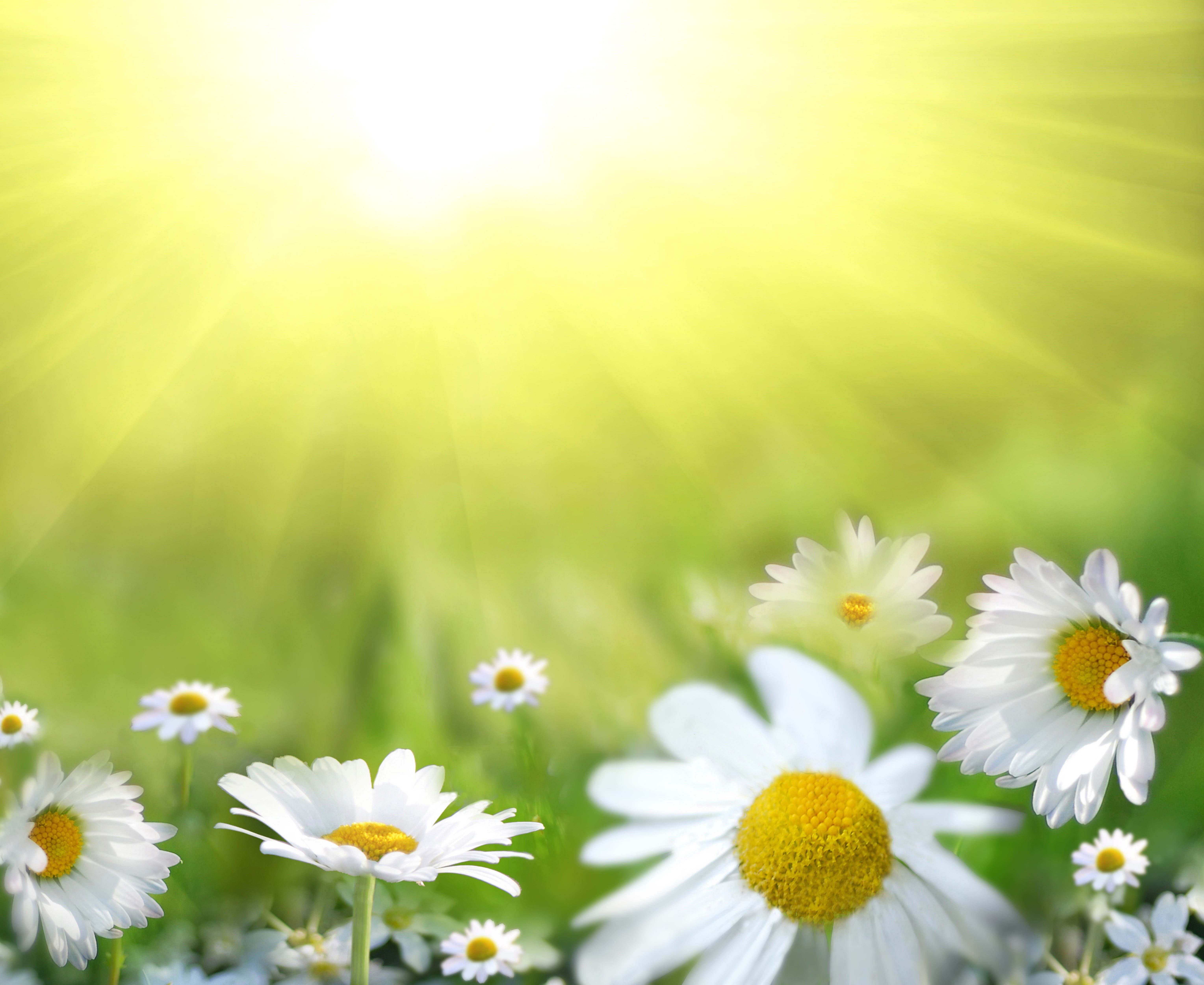 petal, flowering plant, yellow, white color, nature, outdoors, small, plant, close-up, 5K, inflorescence, springtime, no people, softness, fragility, sunlight, HD Wallpaper