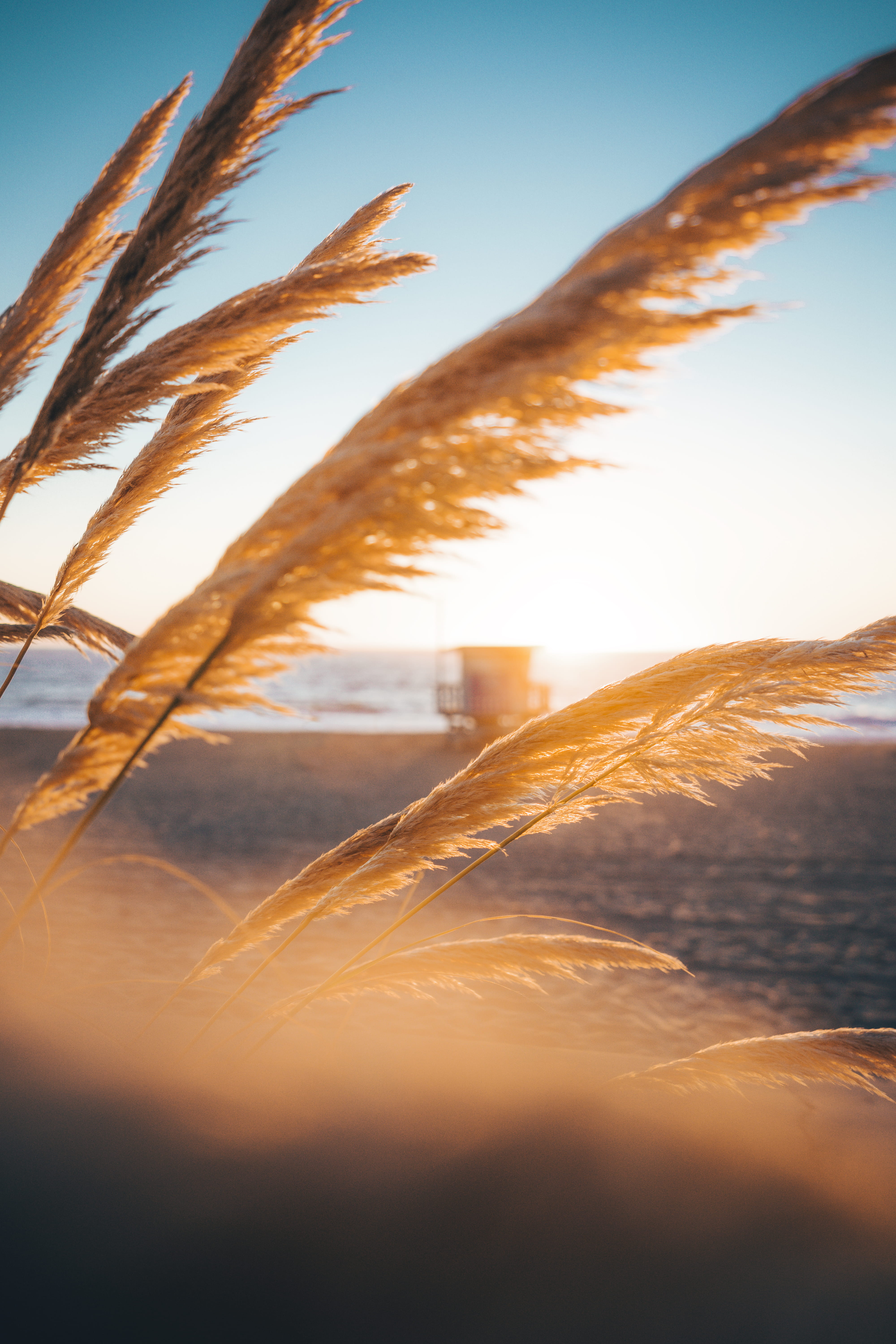 shoreline, tranquil scene, sky, growth, vibes, selective focus, field, flowers, agriculture, close-up, wind, bokeh, sea, coastal, sunny, crop, landscape, Phone HD Wallpaper