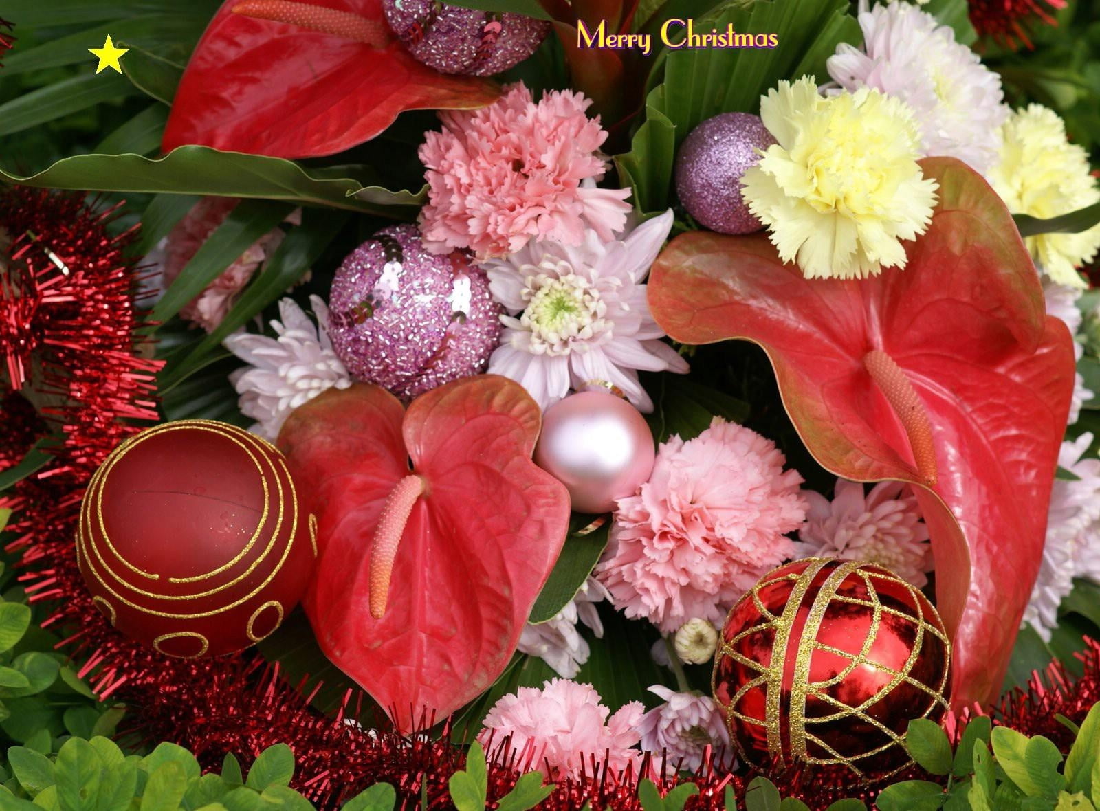 freshness, holiday, red, plant part, no people, inflorescence, lettering, fragility, beauty in nature, green Color, flowering plant, assorted, high angle view, HD Wallpaper