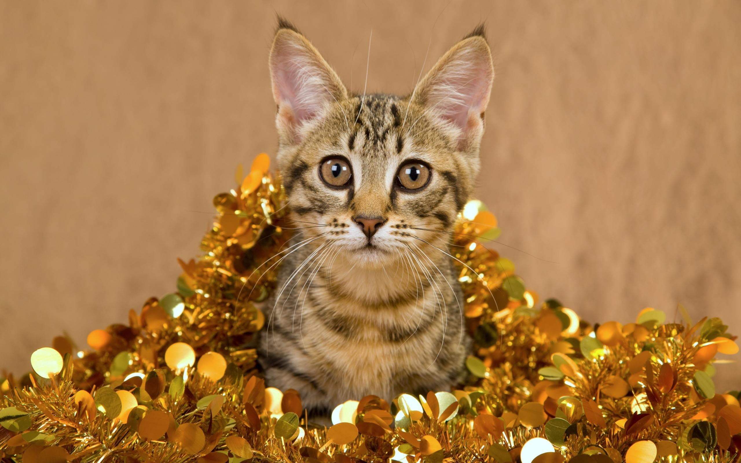 plant, indoors, feline, brown, one animal, domestic cat, young animal, domestic, no people, portrait, vertebrate, pets, sitting, striped, tinsel, tabby, HD Wallpaper