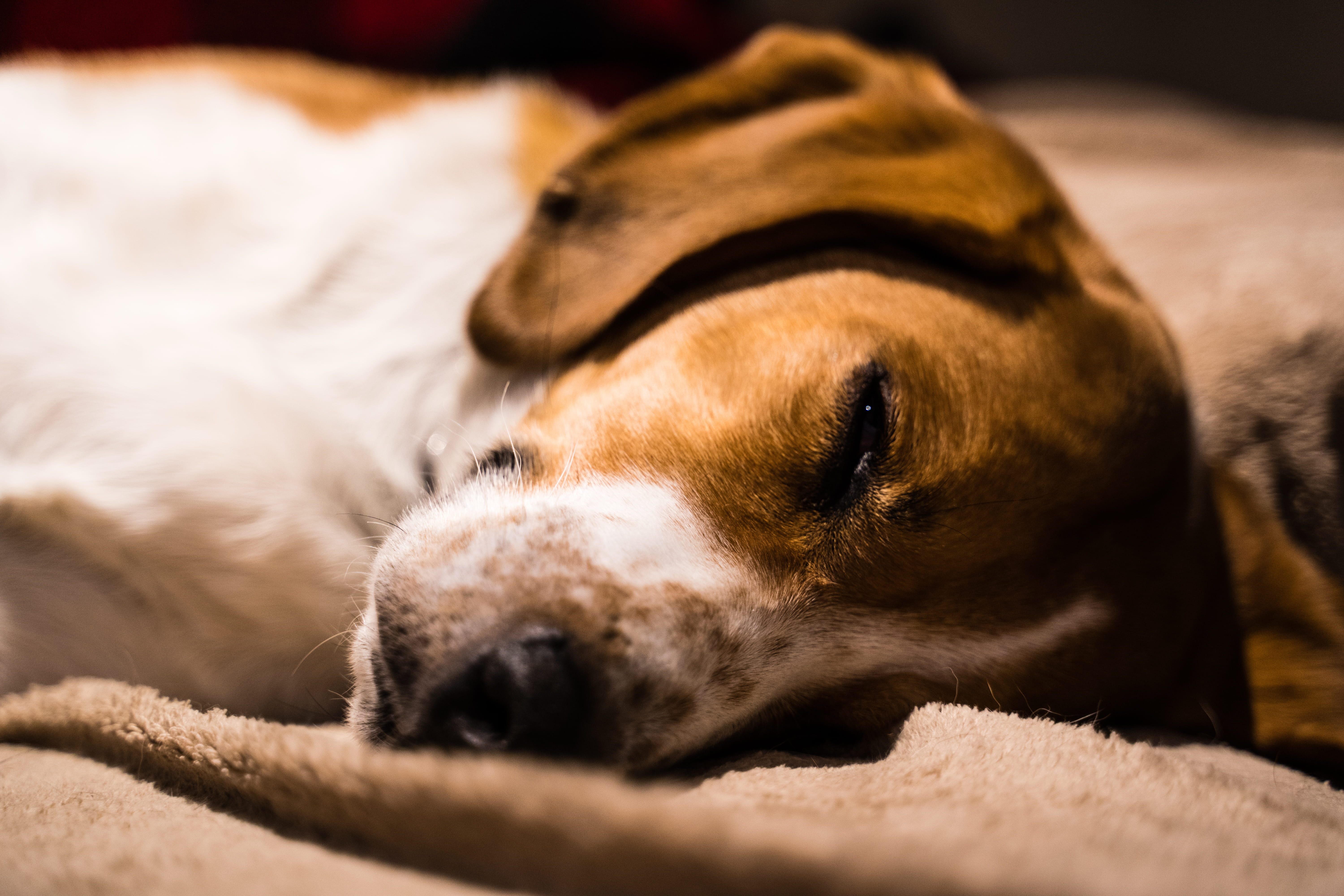 no people, animal head, doctor, furniture, one animal, table lamp, close-up, animal themes, asleep, lamp, animal nose, lying down, beagle, indoors, sleeping, HD Wallpaper