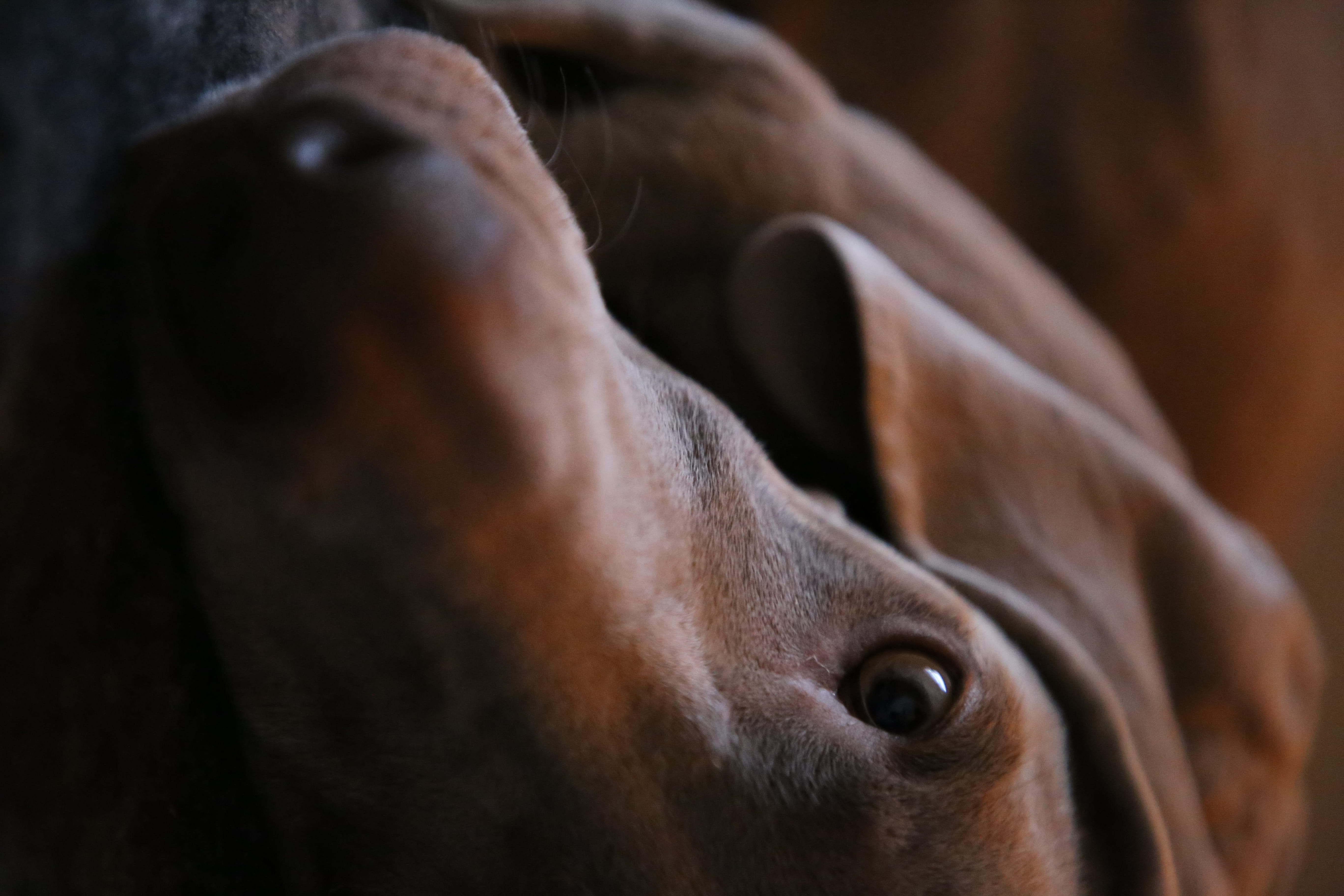 domestic, labrador retriever, beagle, puppy, close-up, mouth, doctor, parrot, animal eye, animal ear, indoors, animal head, brown, bird, asleep, dog, pets, HD Wallpaper