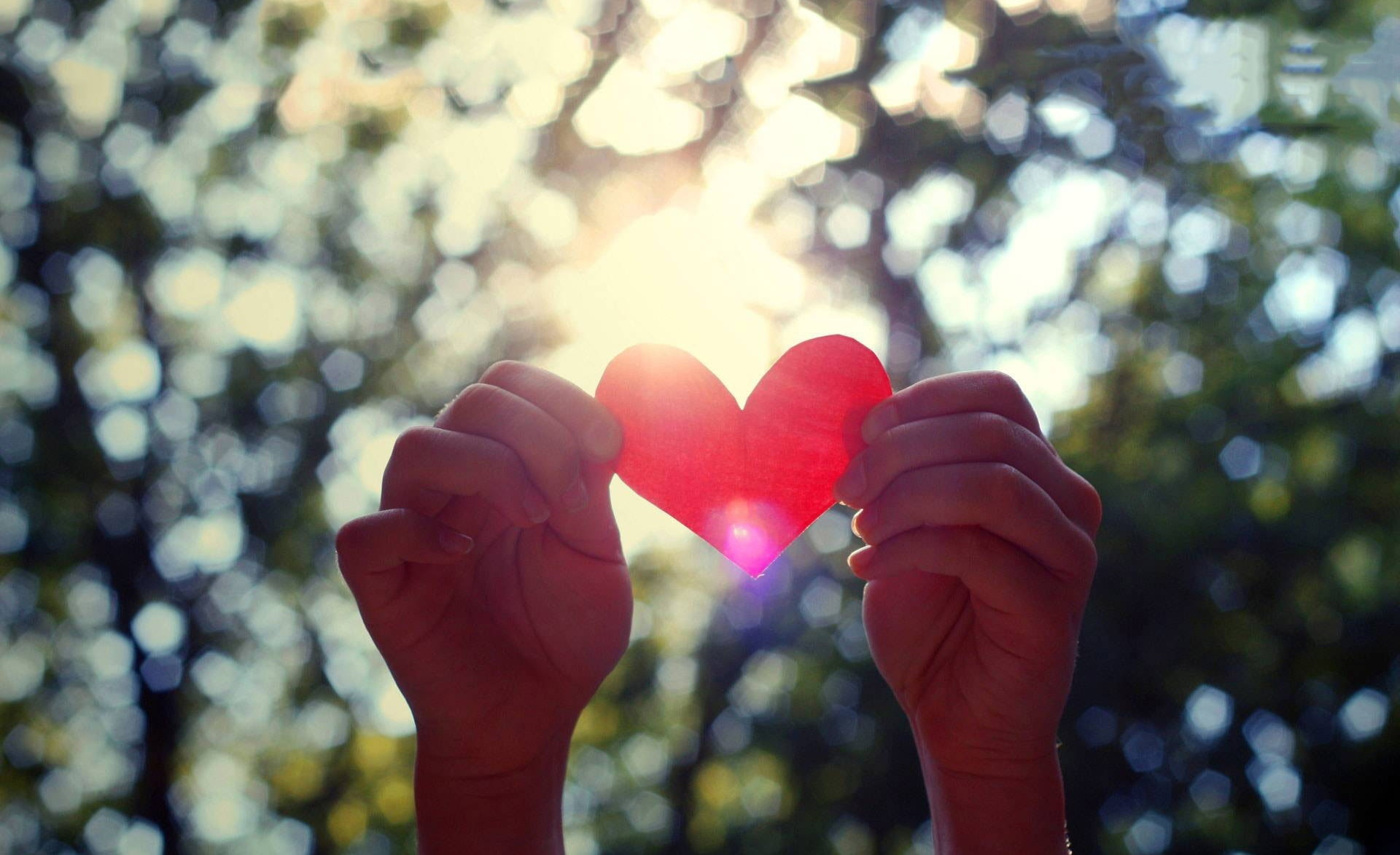 nature, sunlight, Love, emotion, 1080P, holding, red, heart, plant, human body part, Light, tree, hand, outdoors, heart shape, real people, focus on foreground, HD Wallpaper