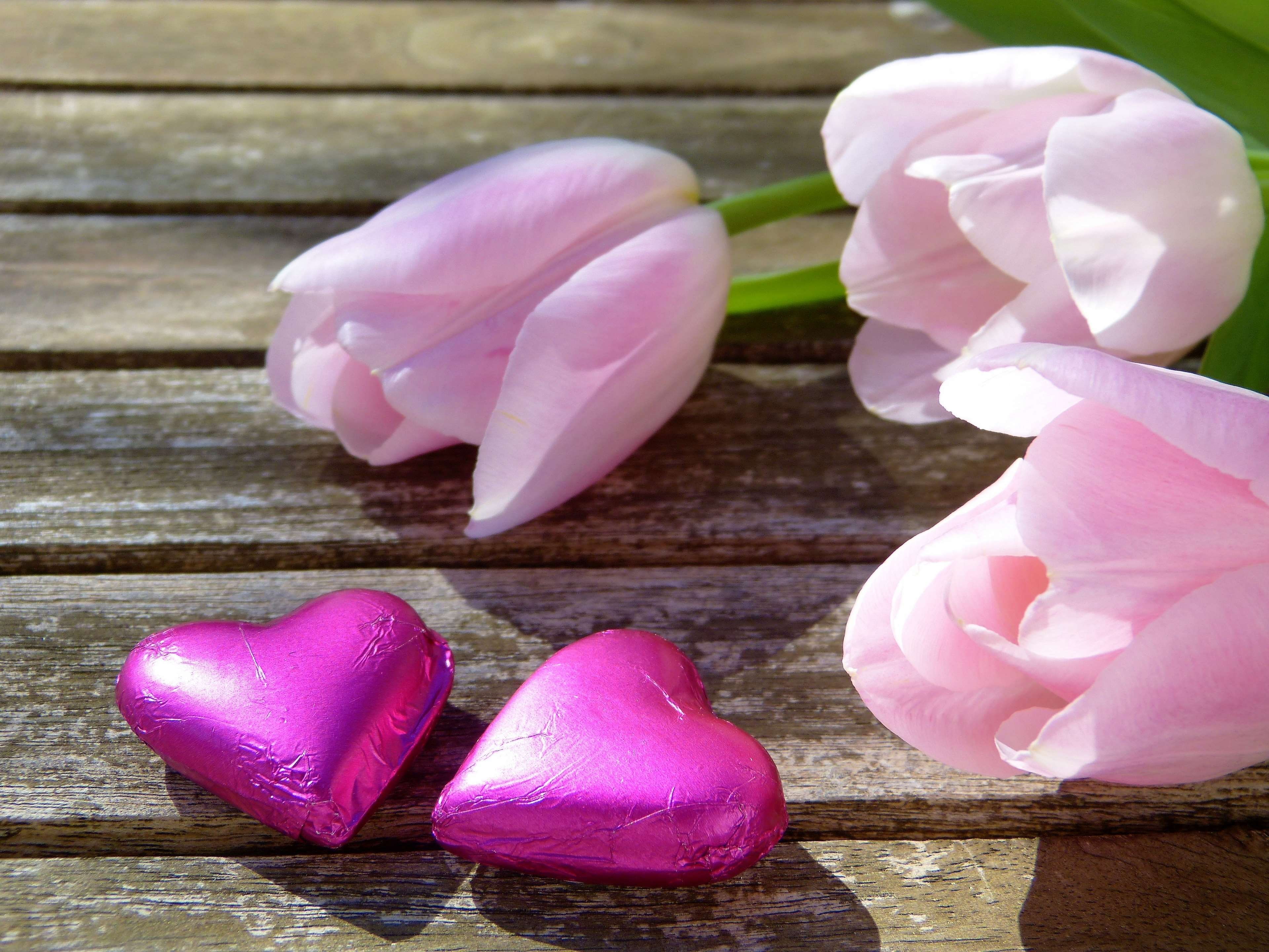 pink color, vulnerability, inflorescence, rose - flower, emotion, close-up, feelings, out, before, birthday, outdoors, flowering plant, give, pair, plant, HD Wallpaper