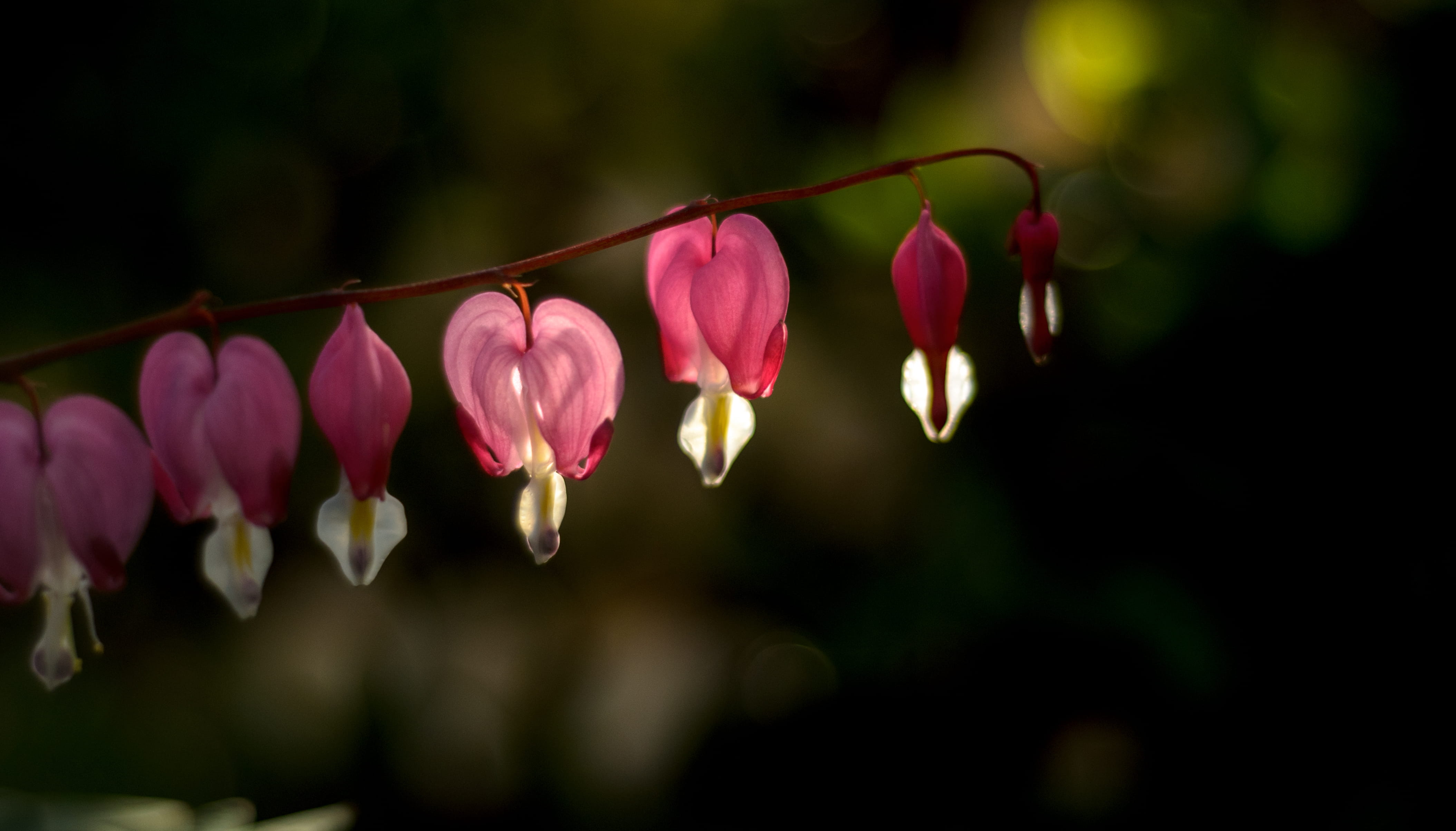 uplifting, shine, springtime, nature, freshness, pink, flower head, botany, blossom, sun, plant, bleeding heart, fragility, bright, delicate, flower, 4K, HD Wallpaper