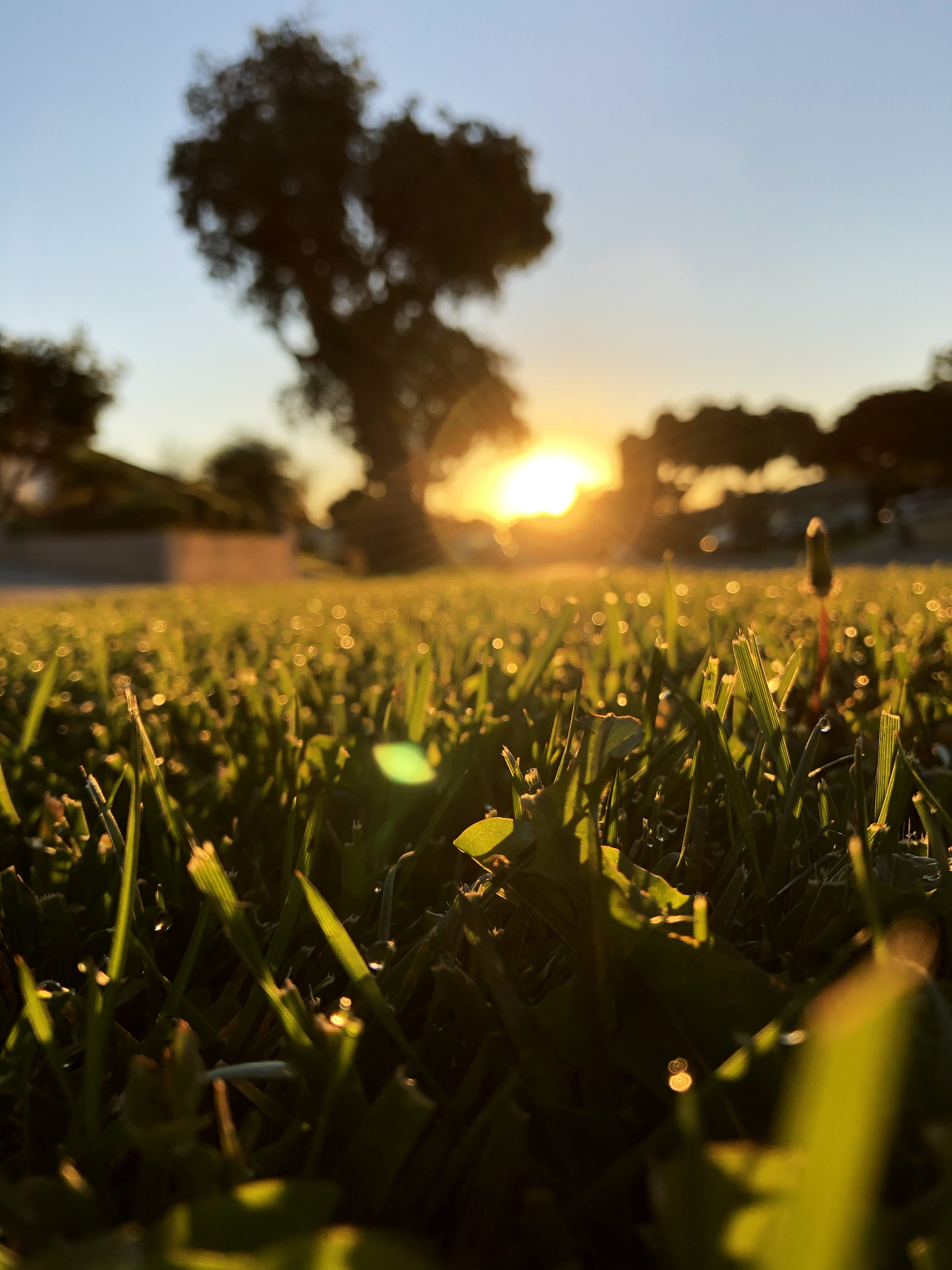 sunlight, morning, environment, sunset, sunrise, field, united states, nature, torrance, sun, scenics - nature, crop, trees, land, no people, outdoors, Phone HD Wallpaper