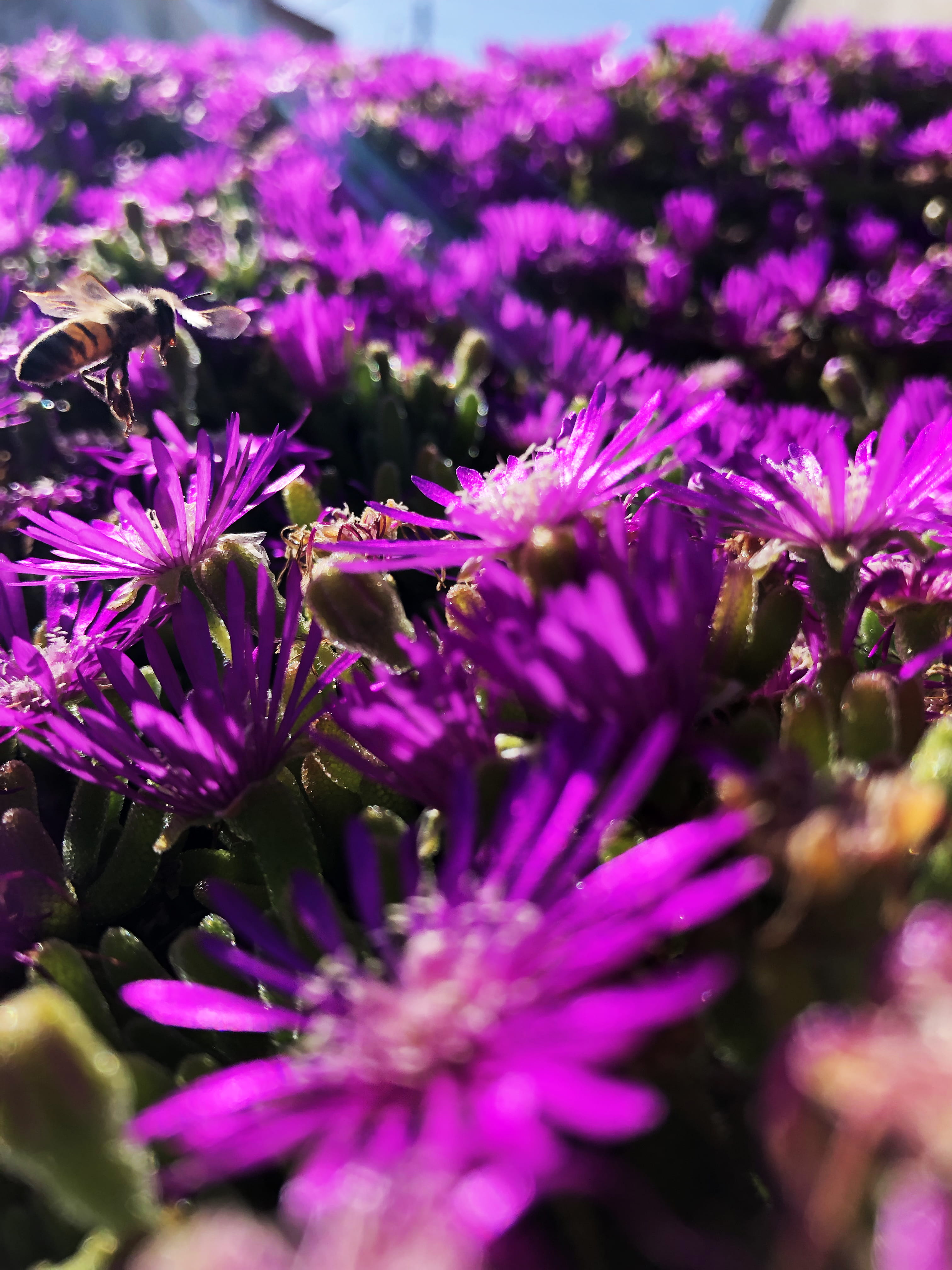 21501 linda dr, purple, flower head, selective focus, freshness, nature, vulnerability, plant, outdoors, flowers, bee, pink color, petal, pollen, beauty in nature, Phone HD Wallpaper