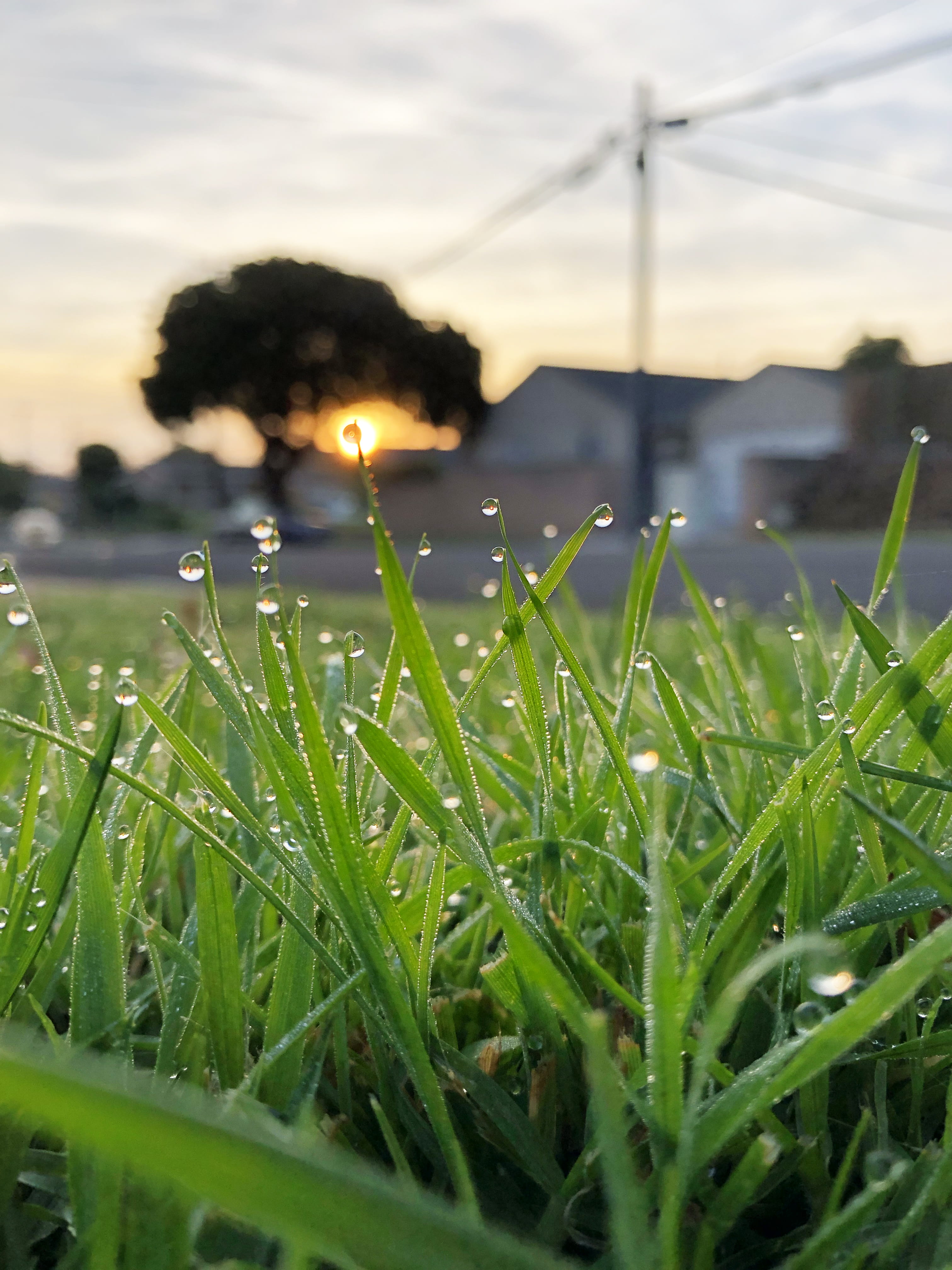 grass, morning, plant, drop, 4K, dew, day, green color, torrance, macro, nature, trees, united states, blade of grass, sky, no people, beauty in nature, Phone HD Wallpaper