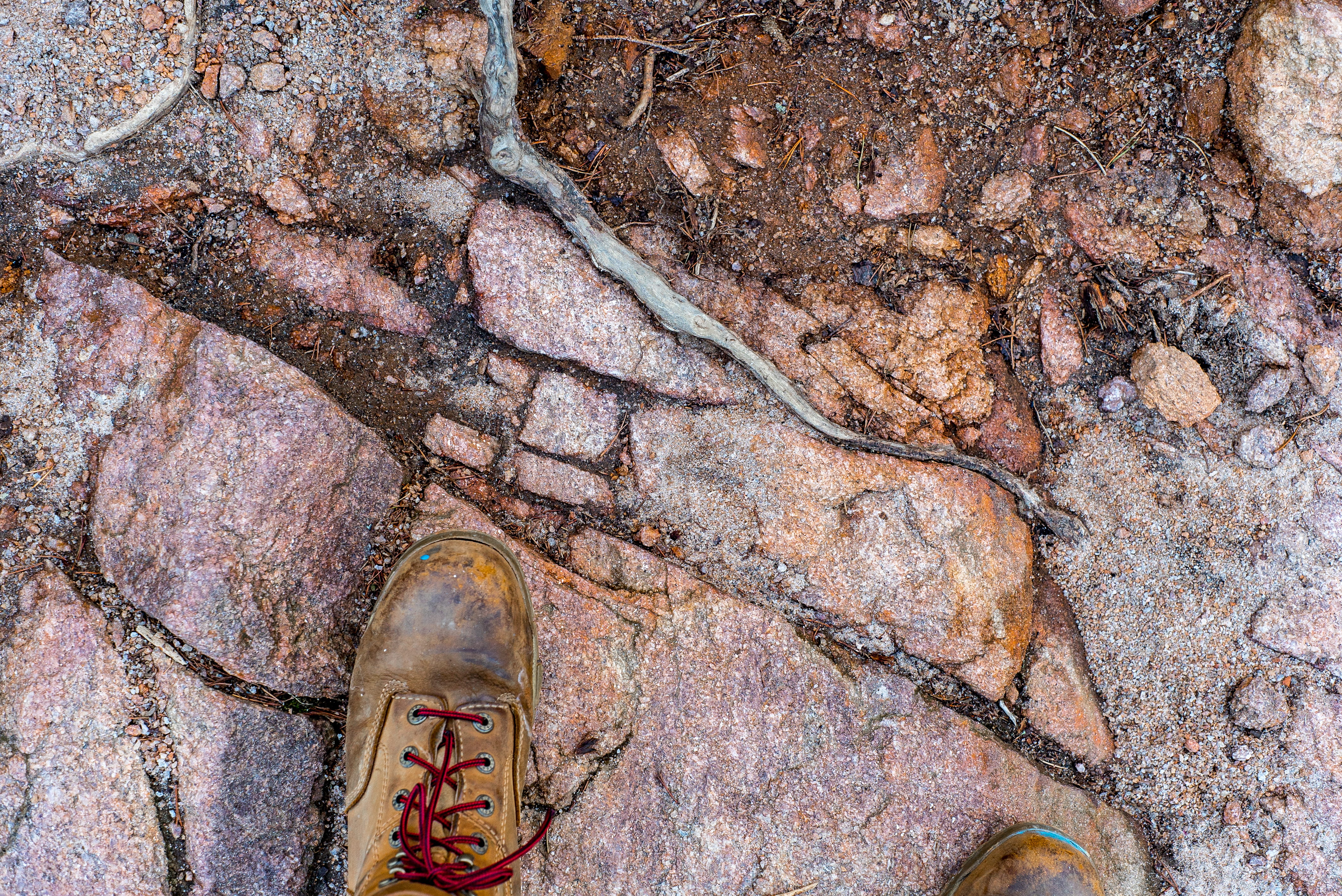 ground, ancient, animal themes, hiking, history, vertebrate, animal wildlife, animal, cumming, wolverine, stone, body part, solid, united states, day, formica, HD Wallpaper