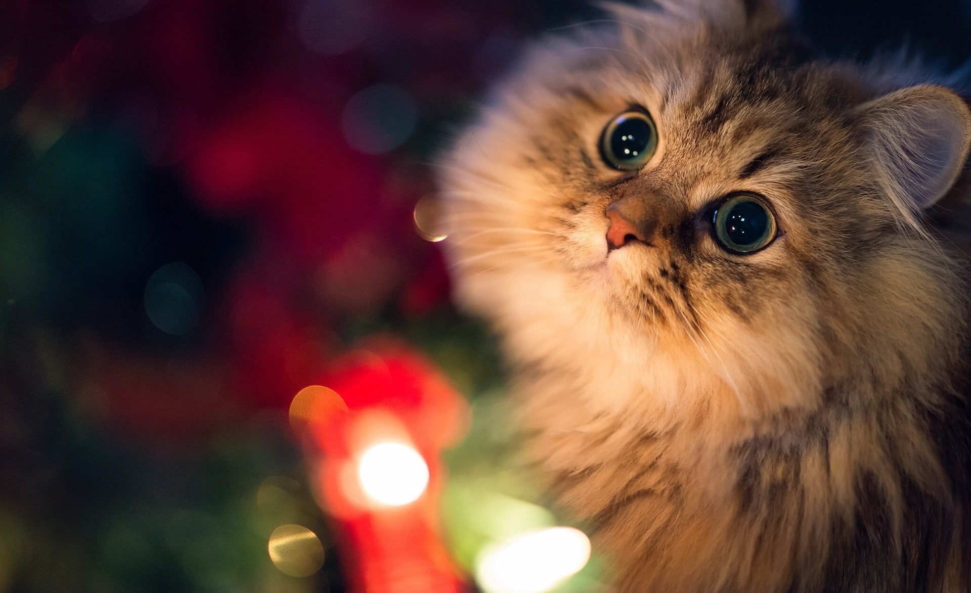 tree, animal themes, domestic animals, looking at camera, persian, cat, domestic, close-up, Shine, animal head, holiday, animal eye, Like, vertebrate, portrait, HD Wallpaper