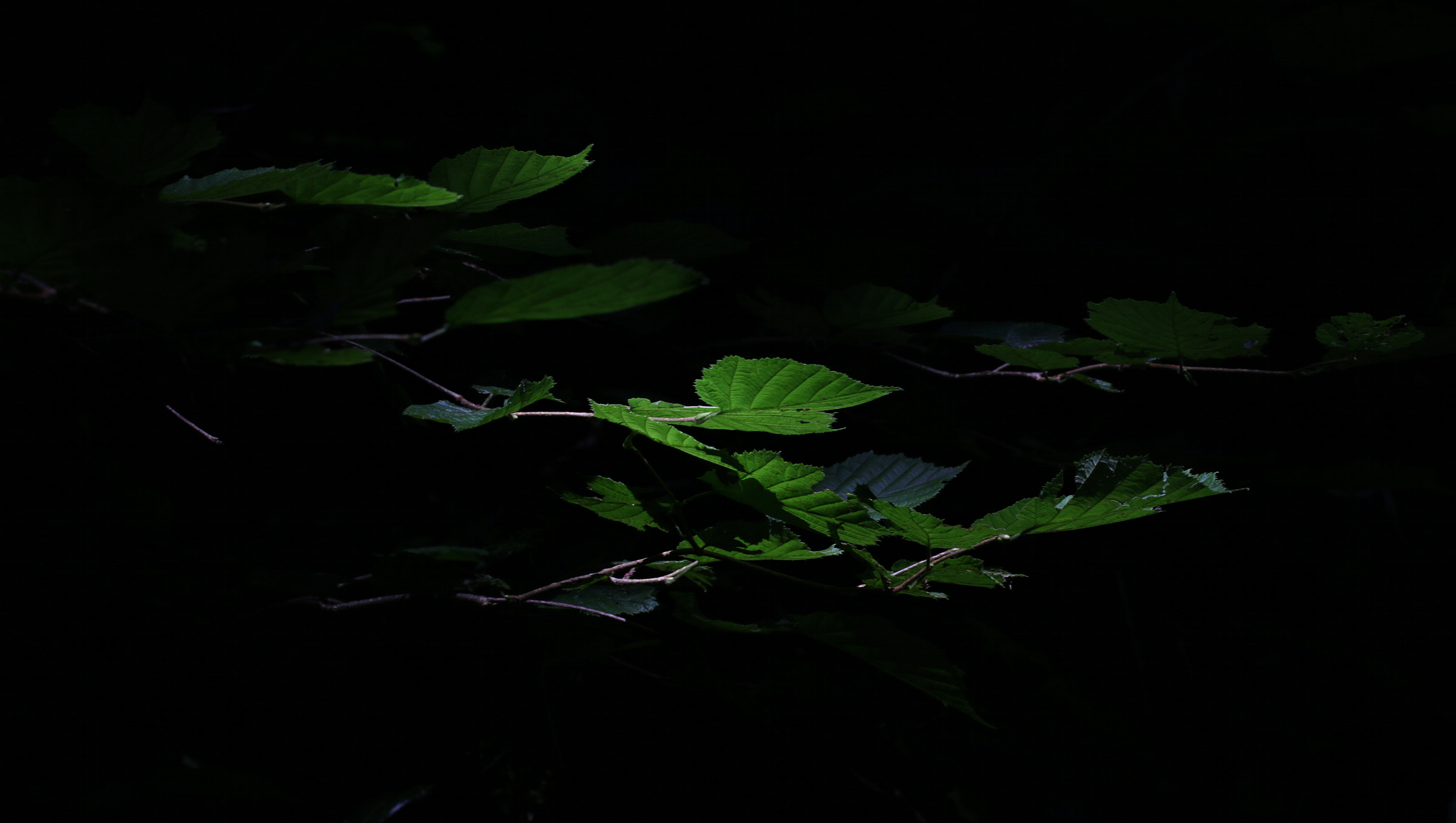 shine through, green, night, black, leaves, food, shadowy, studio shot, light, food and drink, high angle view, 5K, nature, dark, green color, black background, HD Wallpaper