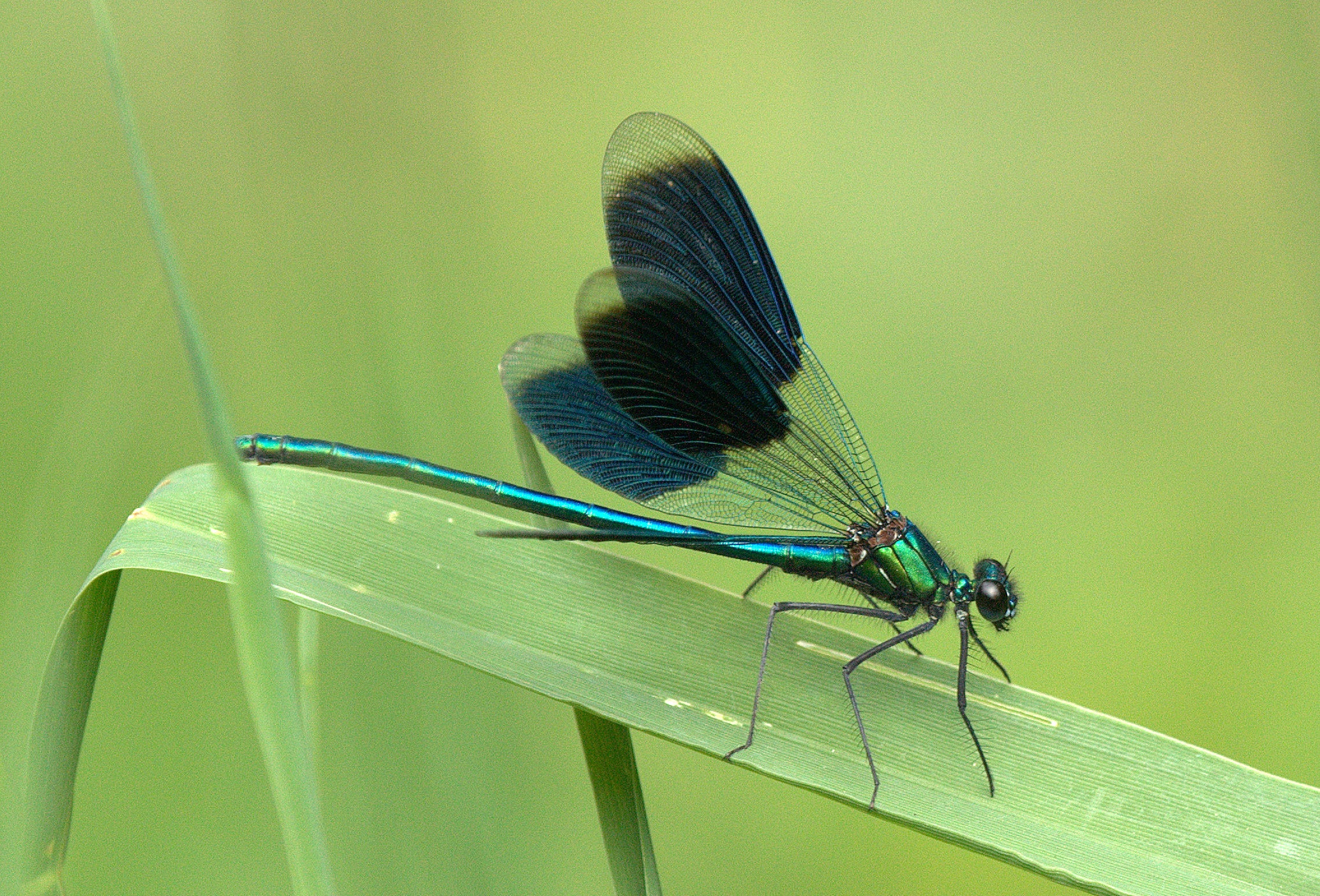 leaf, invertebrate, plant part, animal, blue, day, shine through, one animal, summer, transparent, meadow, grass, damselfly, close-up, perched, light, shiny, HD Wallpaper