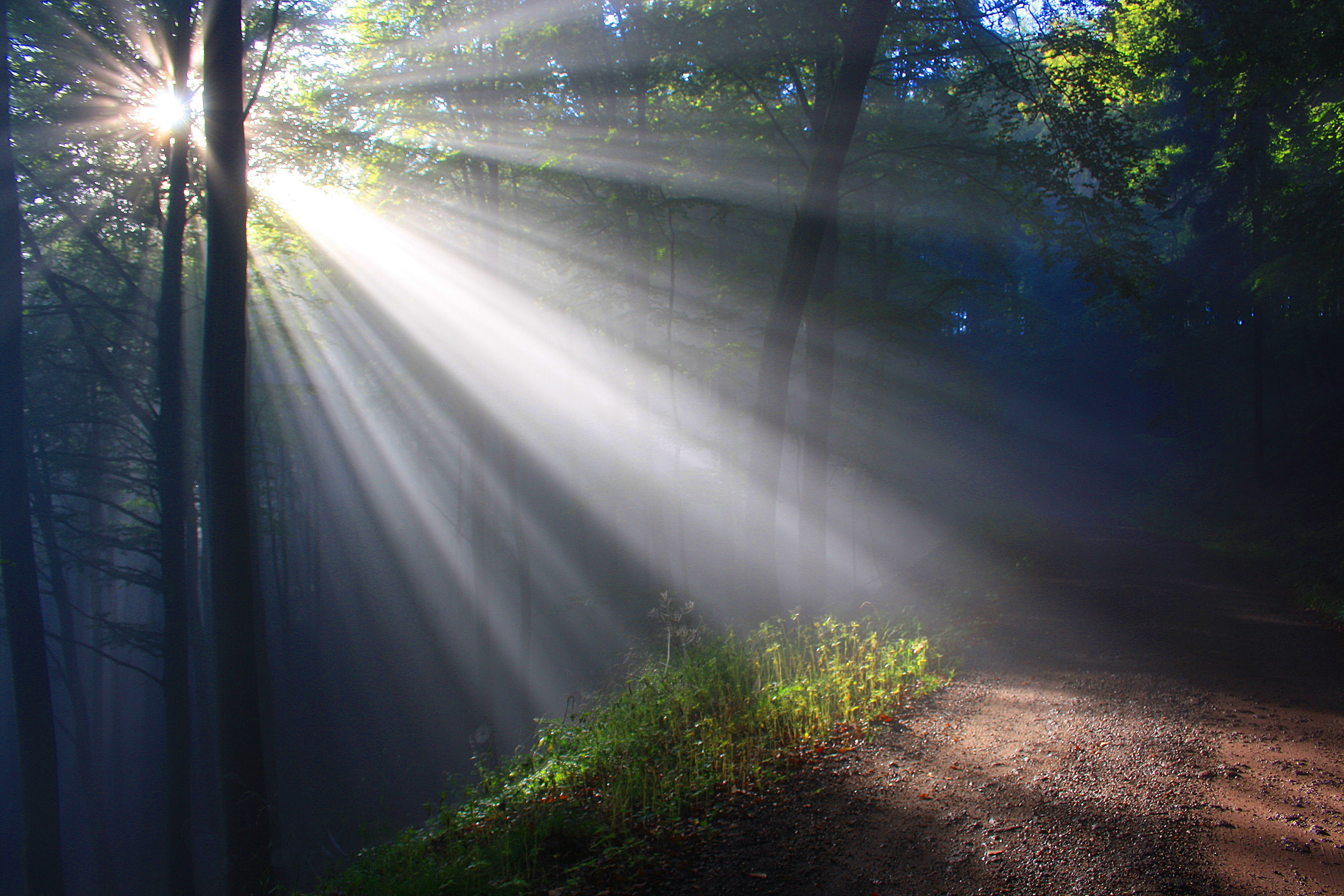 scenics - nature, light, mood, trees, light beam, forest path, green color, fog, plant, shine through, tranquility, autumn forest, streaming, lens flare, HD Wallpaper