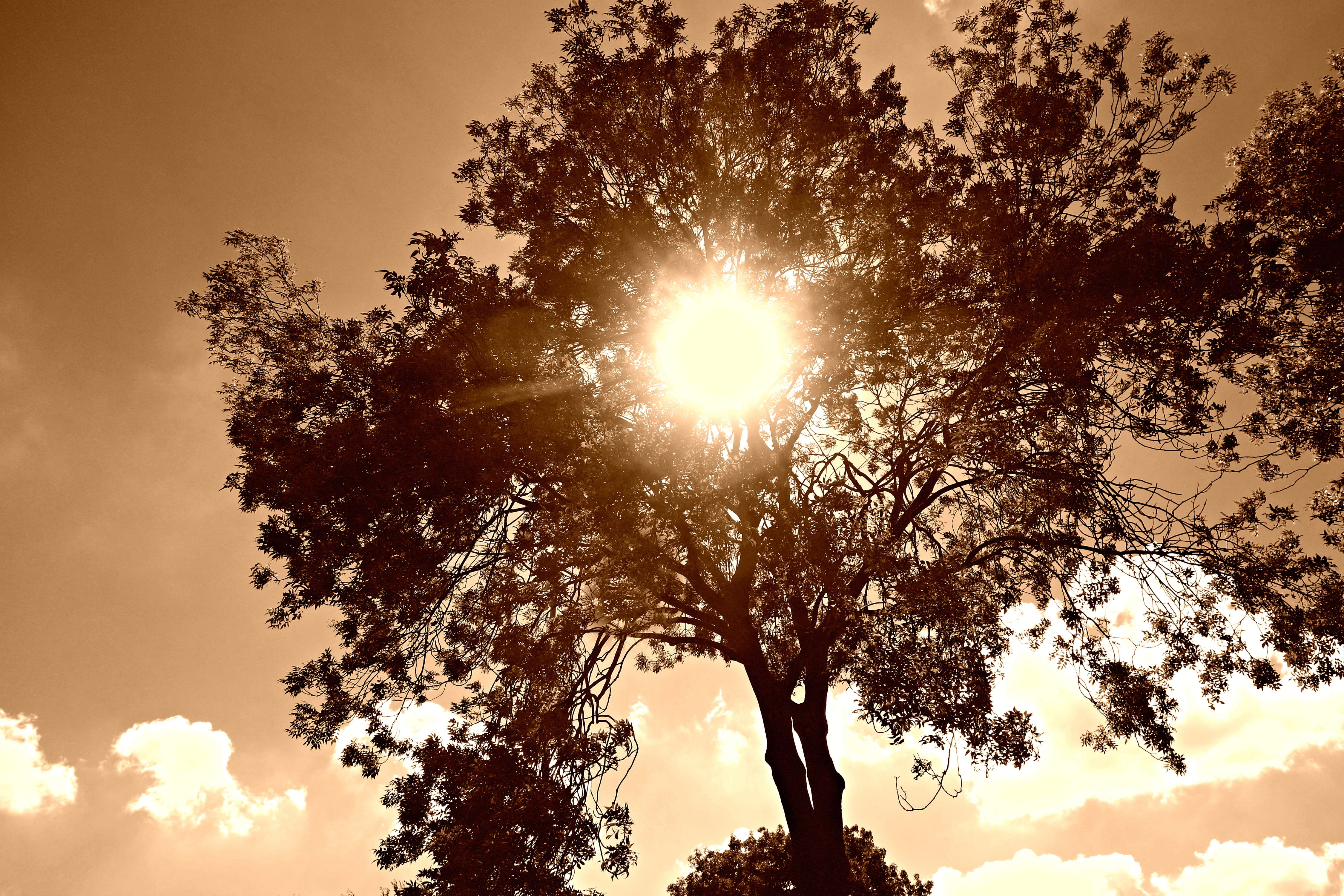 plant, scenics - nature, brightly lit, beauty in nature, branch, Tree Top, tree, sunbeam, idyllic, tranquility, Sunlight, 4K, no people, silhouette, solar flare, HD Wallpaper