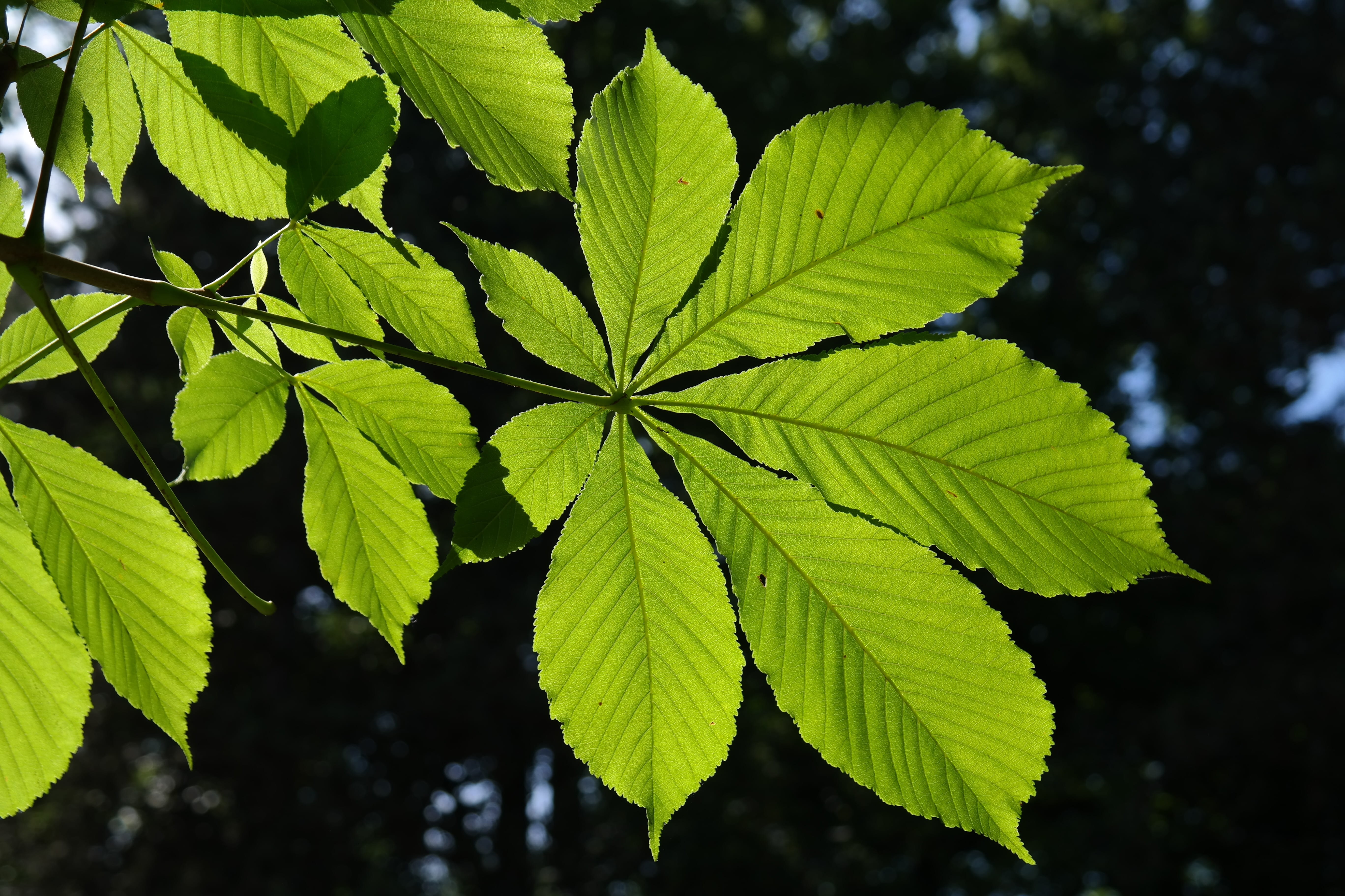 sapindaceae, backgrounds, shine through, plant, white rosskastanie, ordinary rosskastanie, aesculus hippocastanum, selective focus, plant part, food, outdoors, HD Wallpaper