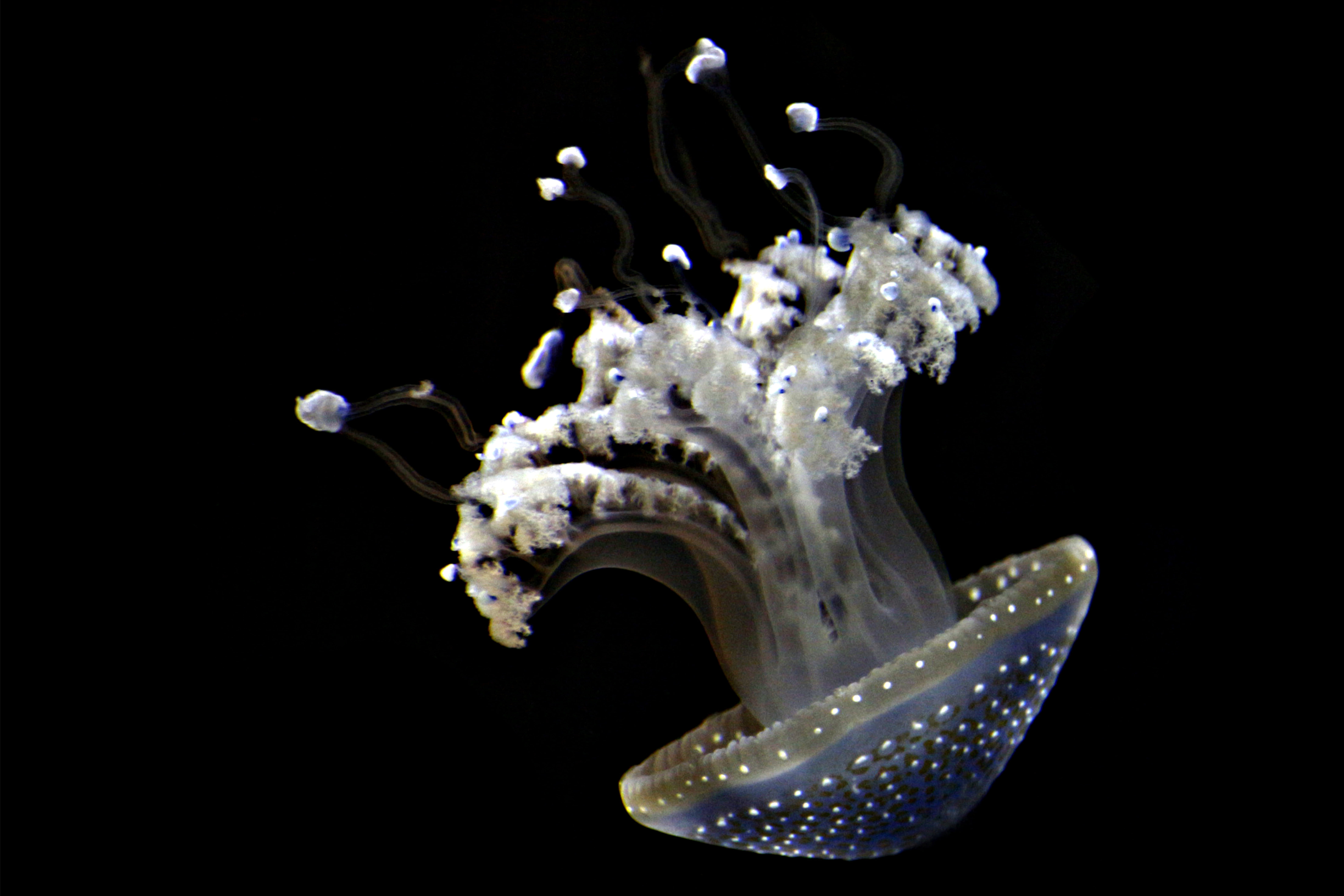 float, underwater, swim, studio shot, ocean, deep sea, motion, meeresbewohner, drive, shine through, sea, diving, animal themes, tentacle, close-up, indoors, HD Wallpaper
