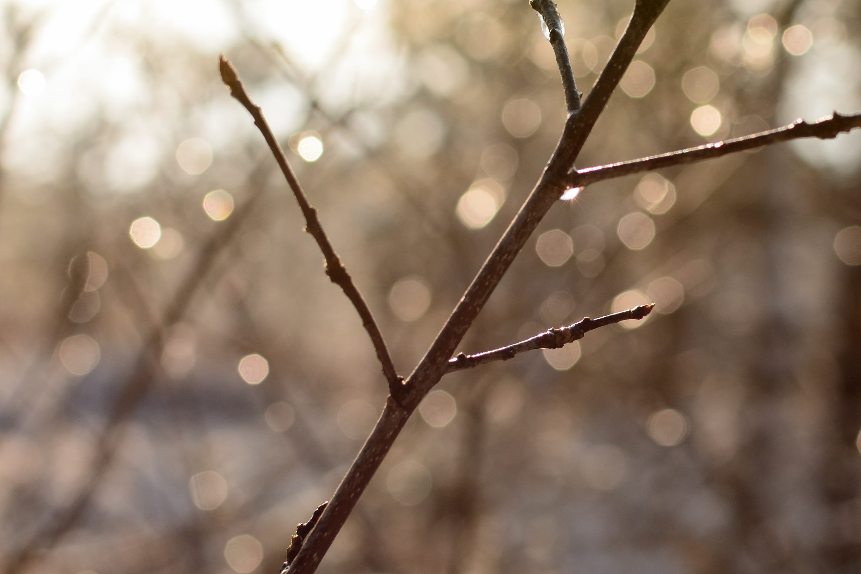 no people, twig, winter, Rays, sunlight, cold - Temperature, aesthetic, rays, wet, mood, season, Drip, nature, beauty in nature, frozen, day, outdoors, HD Wallpaper