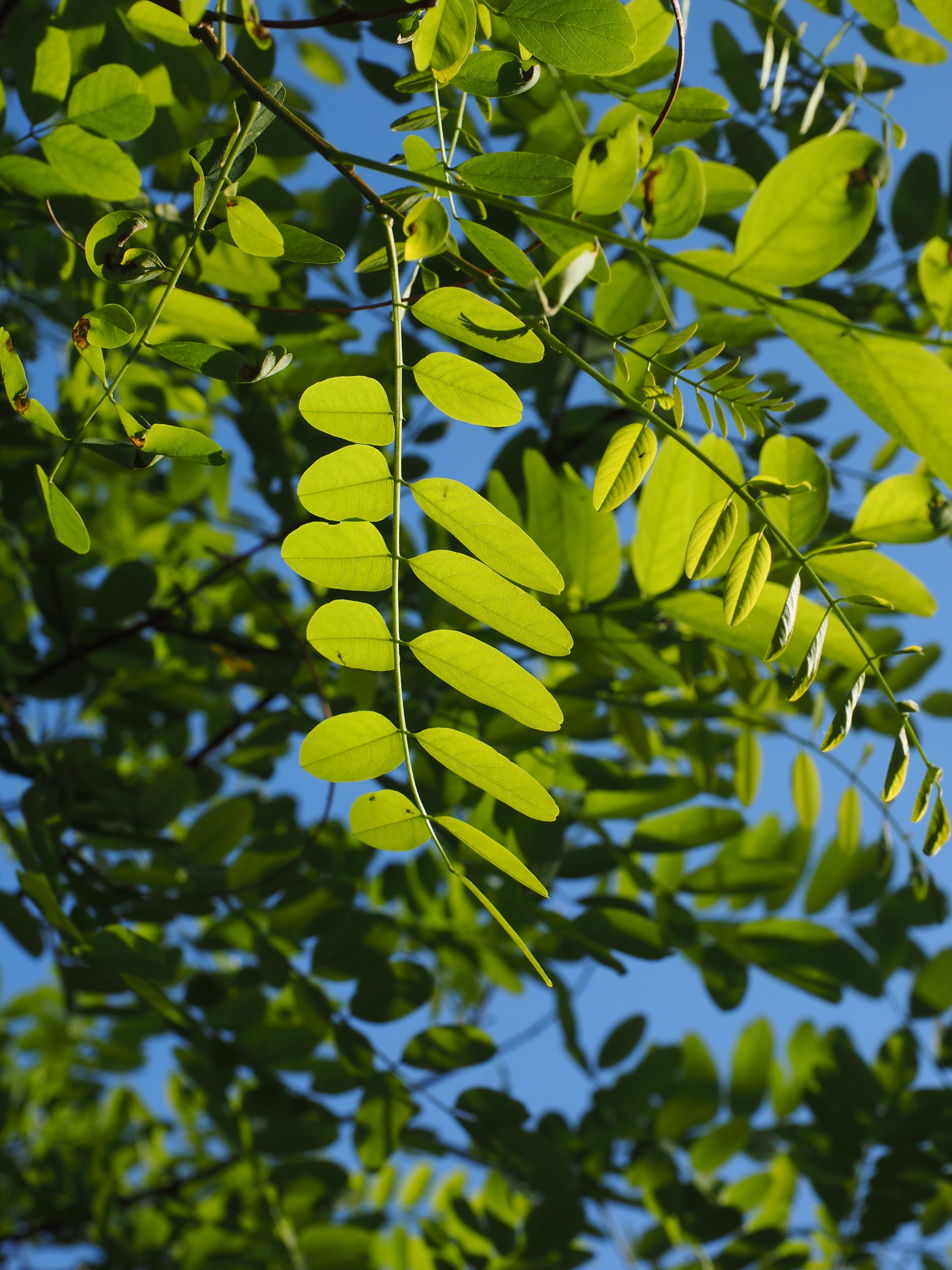 general schotendorn, 4K, low angle view, shades of green, early summer pasture plant, bright green, common maple, shine through, leaf green, light green, Phone HD Wallpaper
