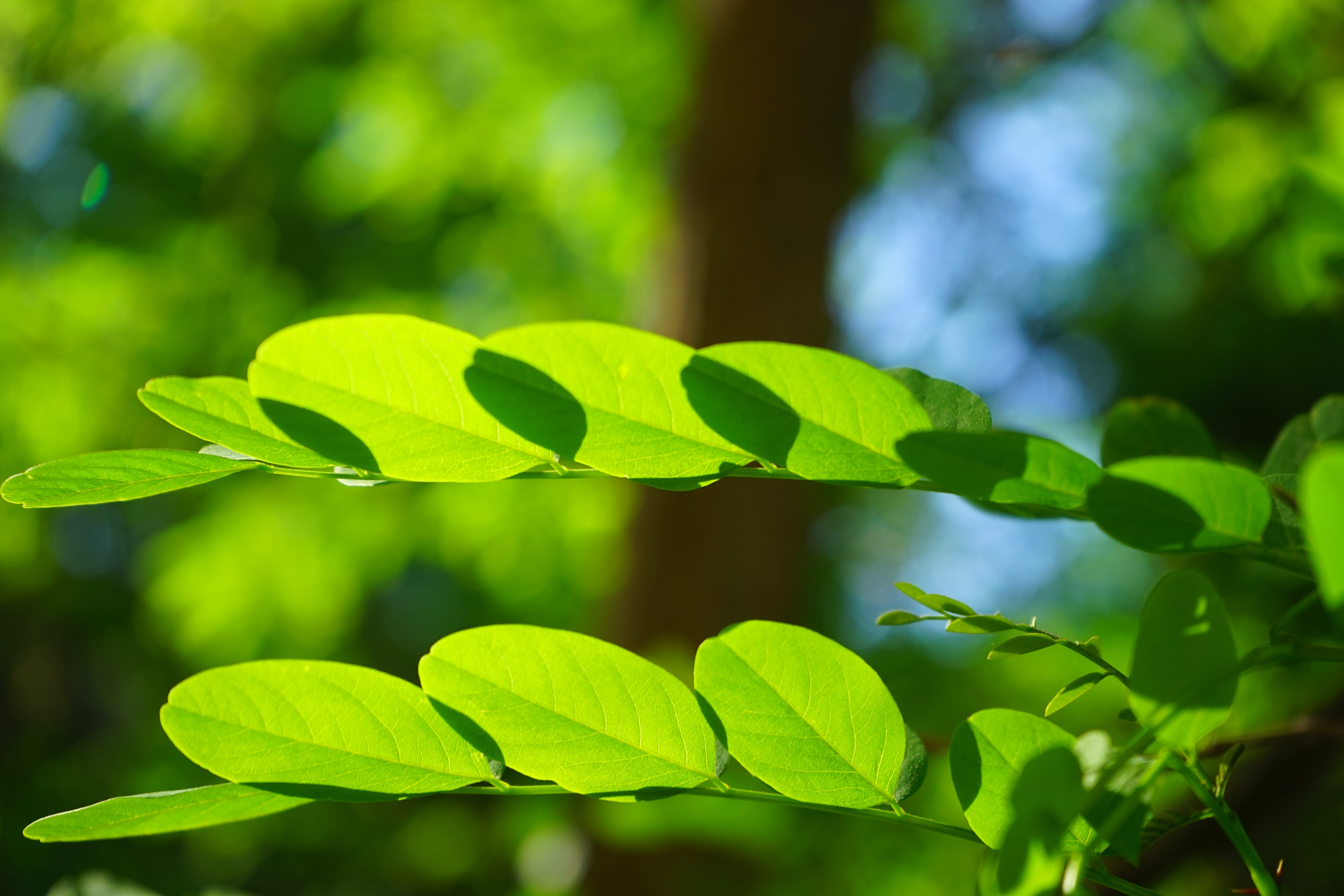 bright green, back light, plant part, robinia, shades of green, bright, tranquility, freshness, sunlight, filigree, clover, selective focus, day, green, HD Wallpaper