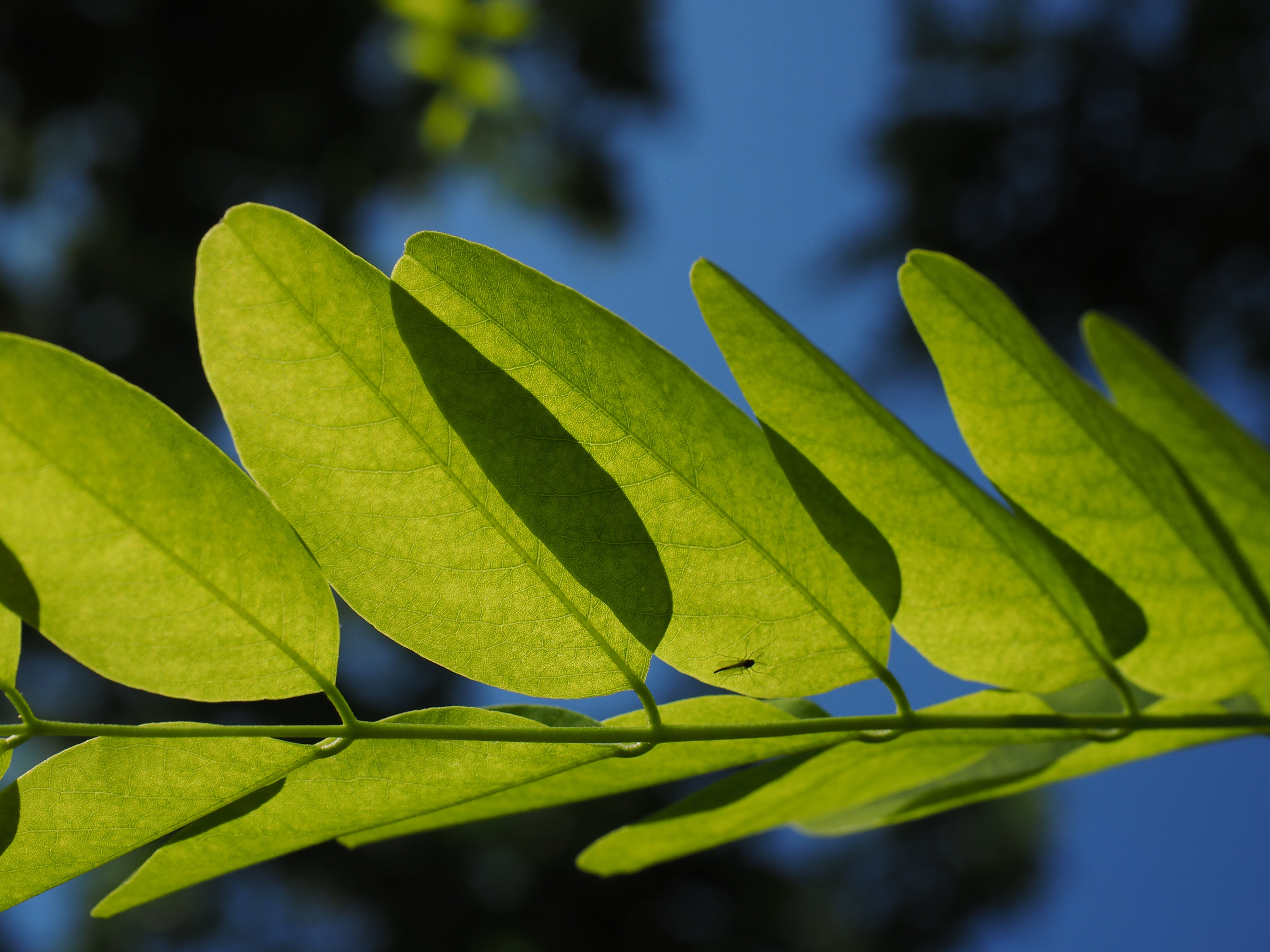 summer green deciduous tree, studio shot, vulnerability, blue, early summer pasture plant, ornamental plant, summer green, outdoors, freshness, focus on foreground, HD Wallpaper