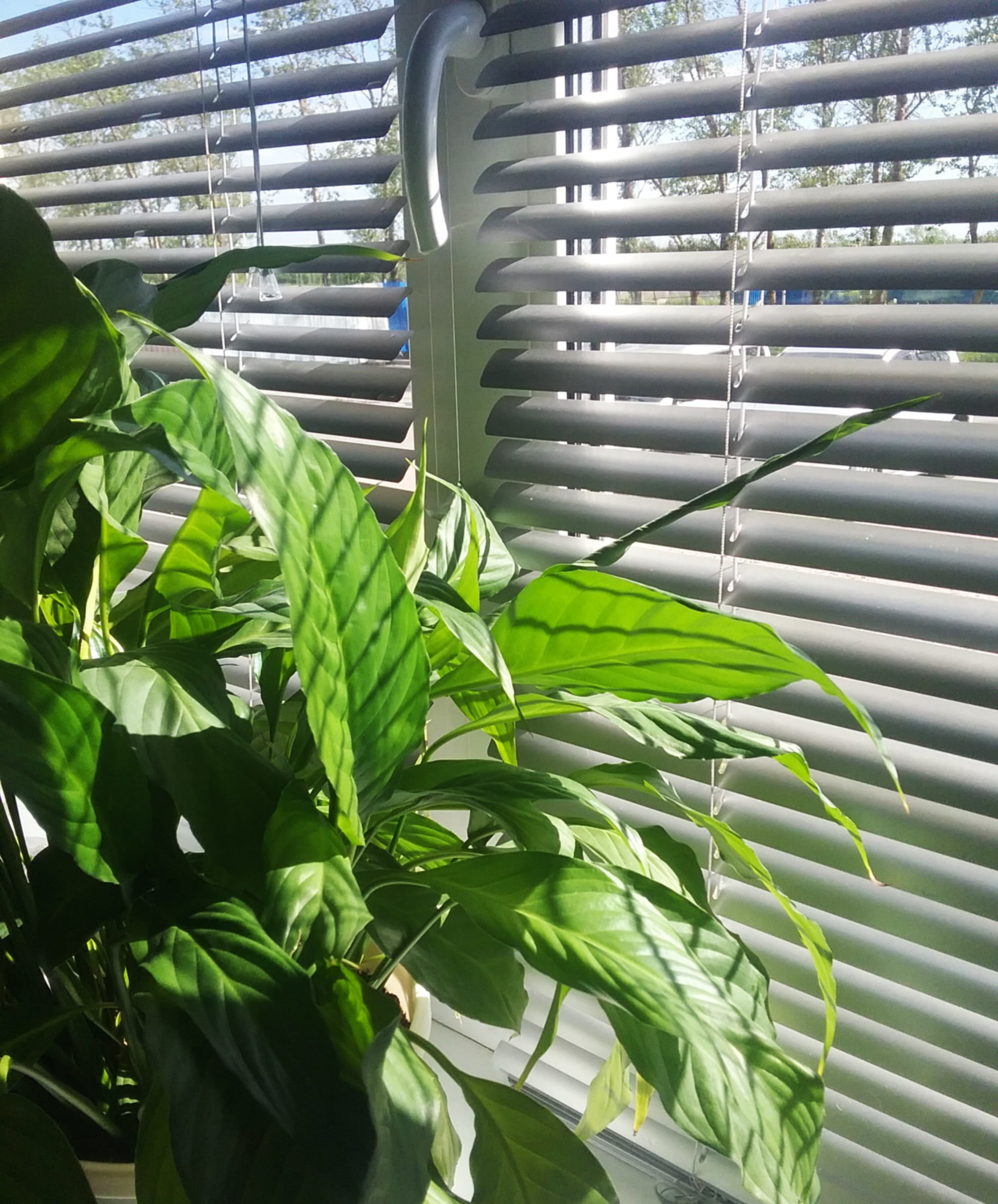 nature, no people, sunny day, city, pattern, plant part, green color, outdoors, blinds, growth, plant nursery, jalousie, leaf, window sill, room, 1080P, Phone HD Wallpaper