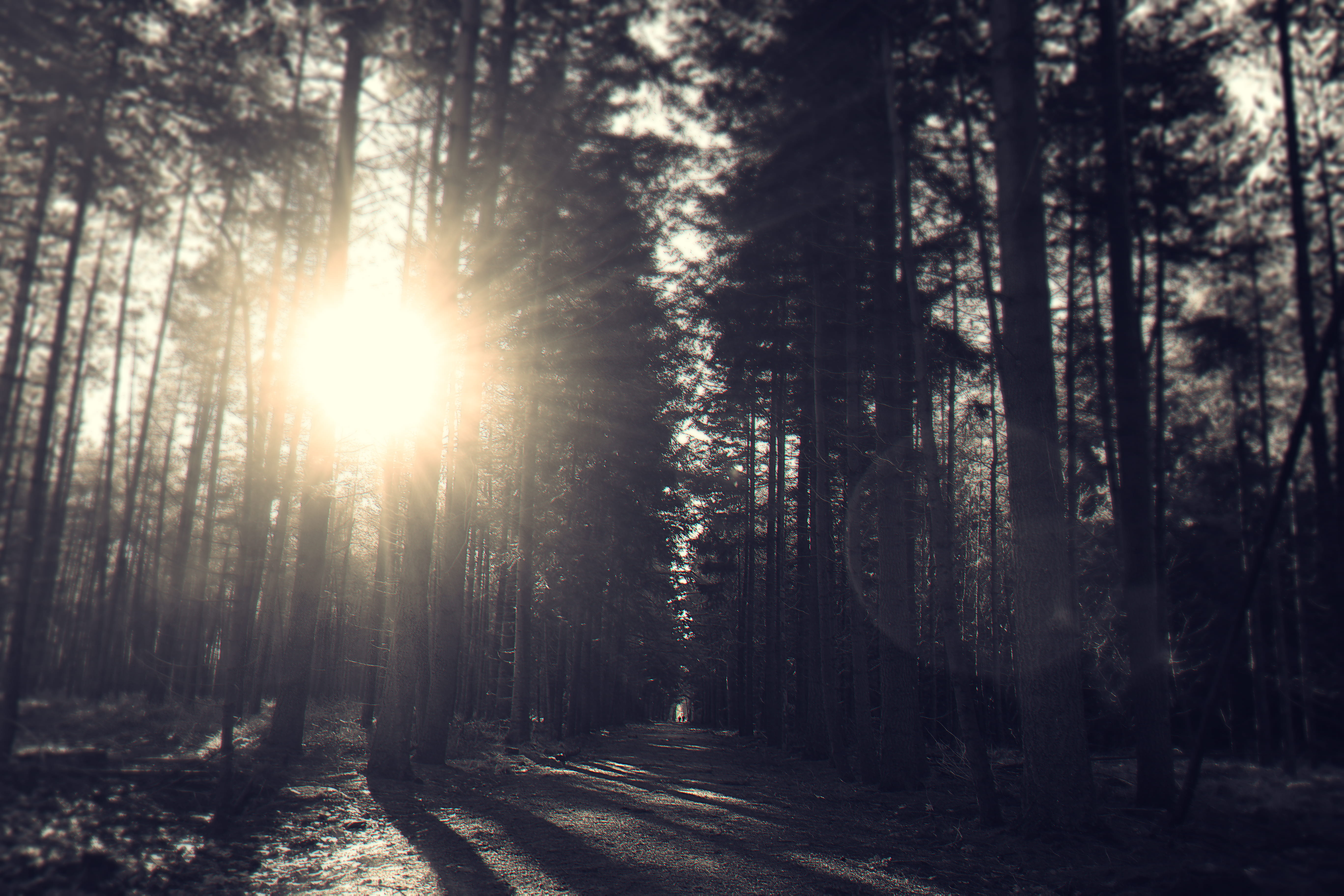 tree, 5K, road, bright, lens flare, tranquil scene, land, the way forward, tree trunk, trees, streaming, treelined, dark, woods, direction, sunbeam, nature, HD Wallpaper
