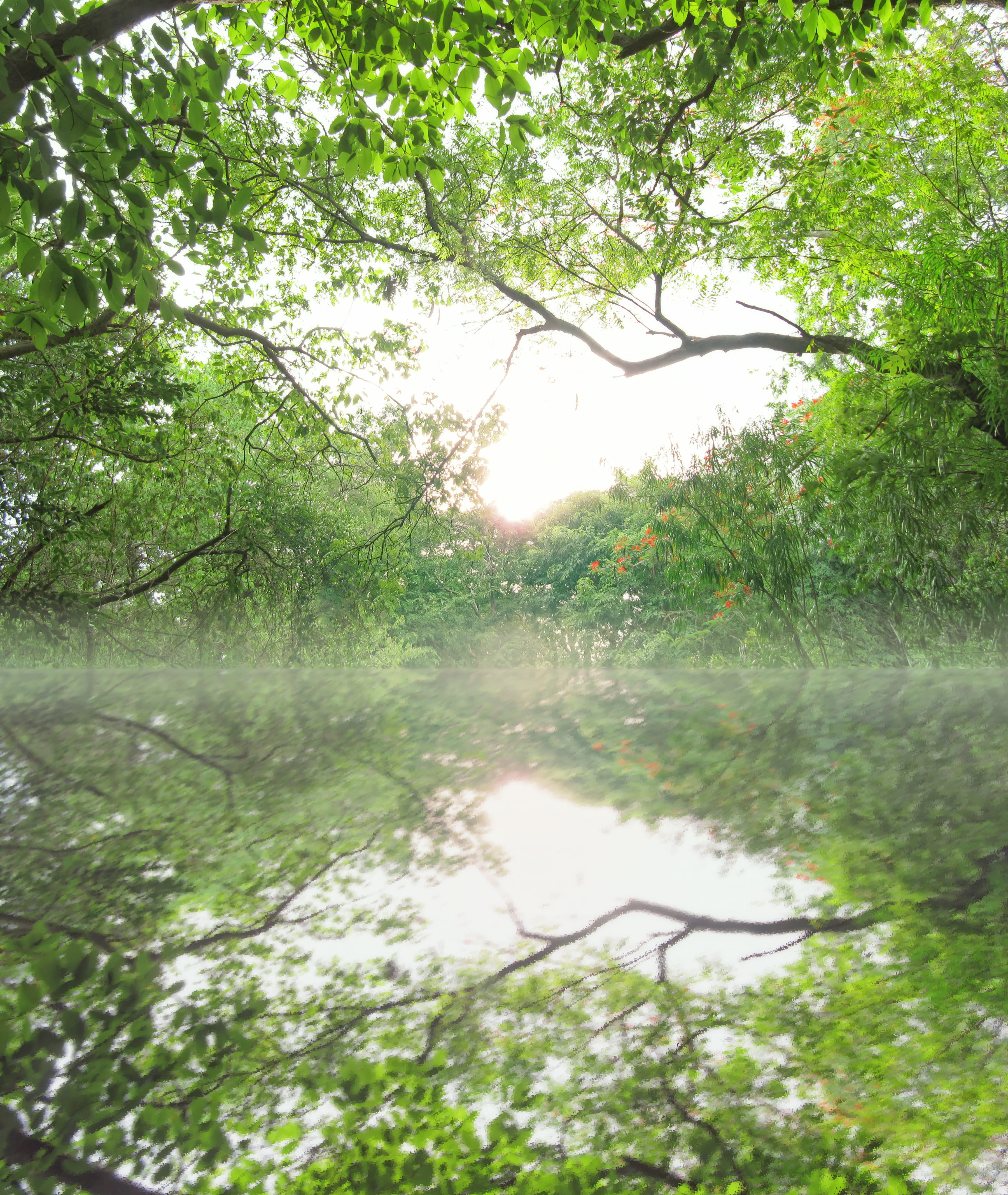 surface, nature, flora, sunny, wetland, natural, surrounded, verdant, lush, plants, scenics - nature, no one, no people, sunrise, blossom, growth, wood, Phone HD Wallpaper