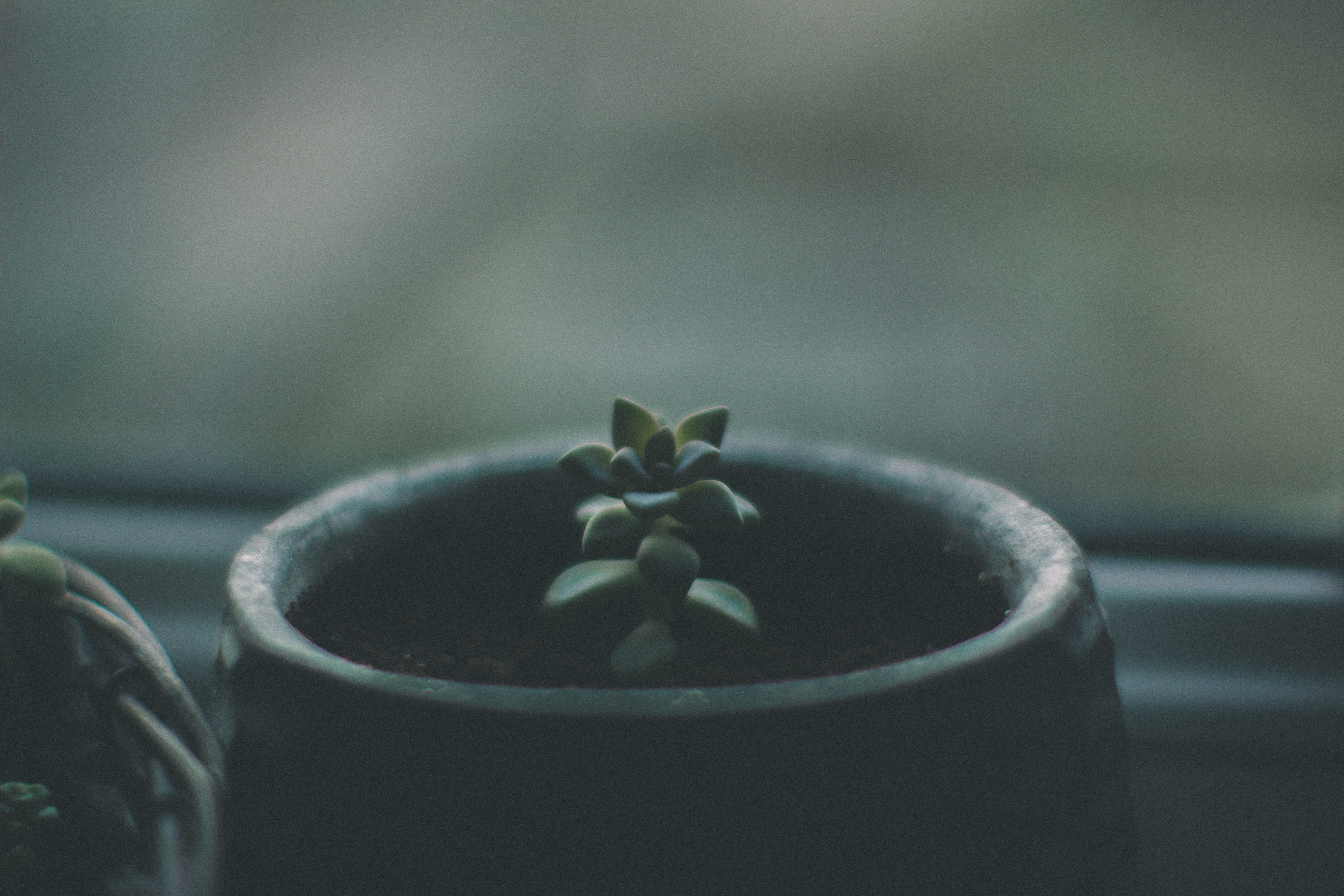 focus on foreground, green leaf, 5K, food, close-up, photography, plant, bad habit, no people, growth, inside, food and drink, succulent, plant part, nature, HD Wallpaper