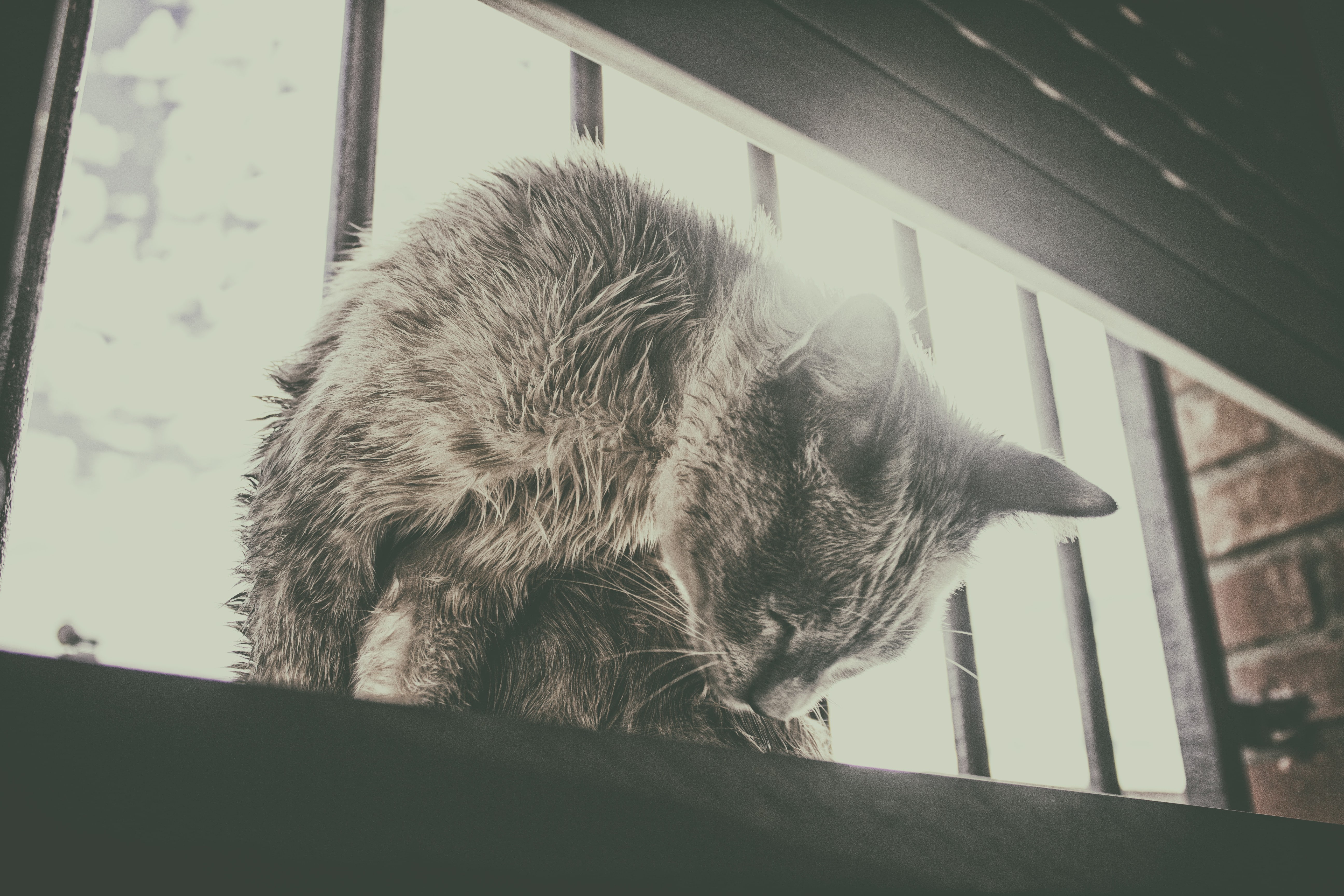 animals, feline, pets, cat, white, 5K, profile view, no people, lights, domestic cat, close-up, animal themes, window, domestic animals, black, animal head, HD Wallpaper