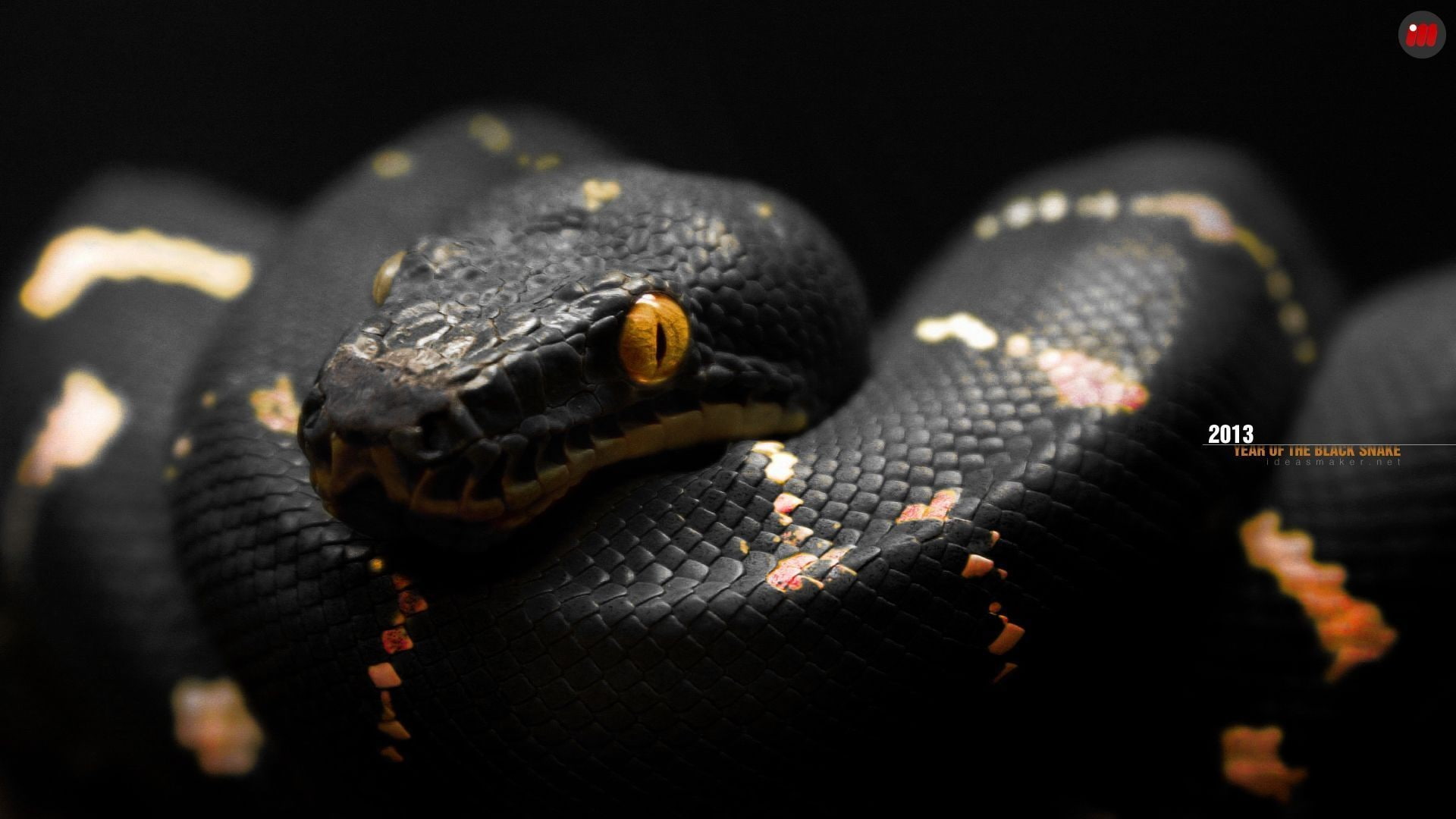 snake, black, 1080P, orange, reptiles, eyes, HD Wallpaper