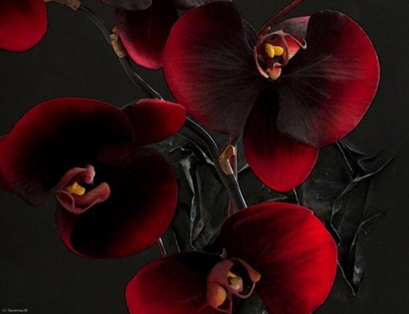 beauty, burgundy, 720P, orchid, black, flowers, HD Wallpaper