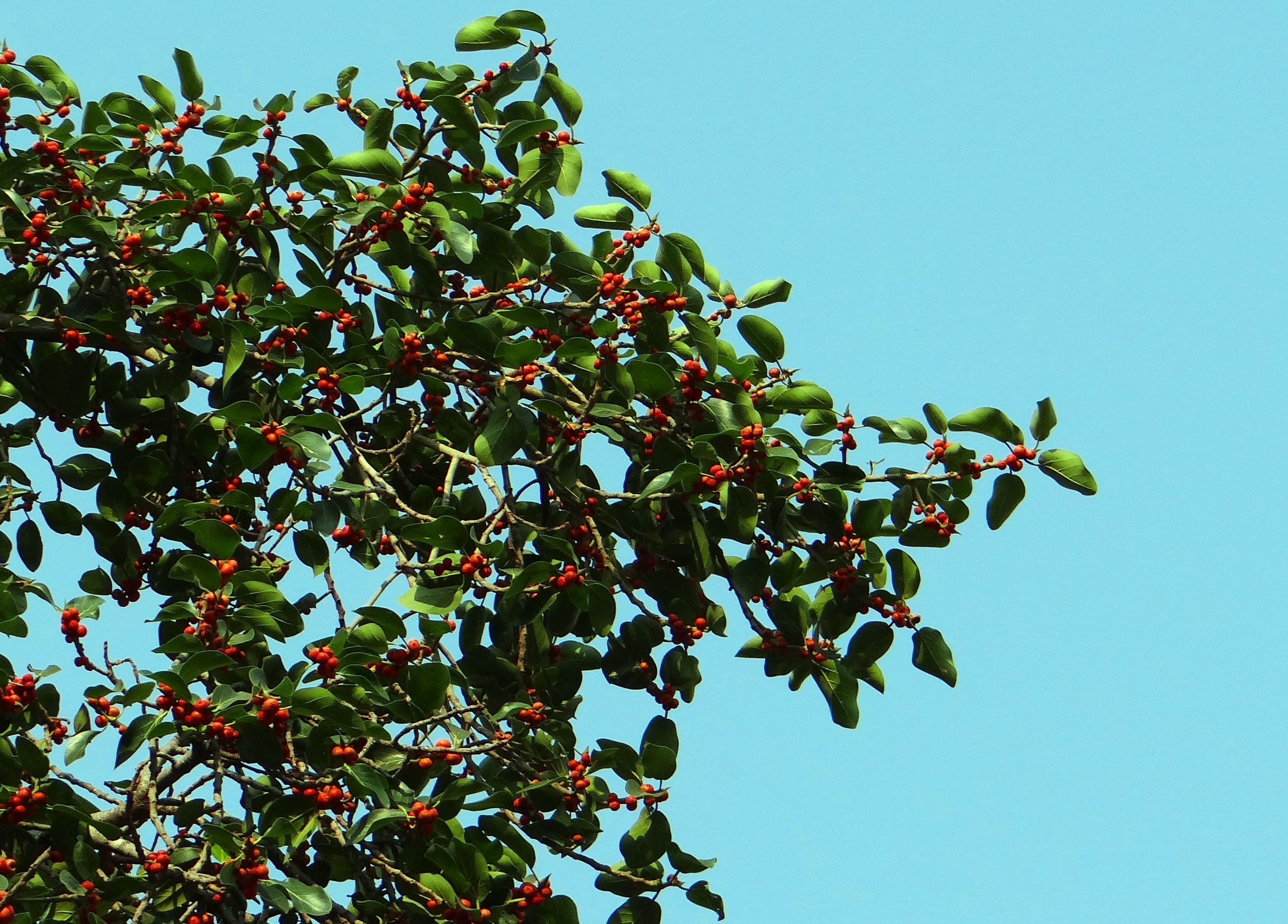 no people, nature, flora, branch, growth, ficus, rowanberry, beauty in nature, healthy eating, leaves, fruit, plant, day, banyan, plant part, freshness, HD Wallpaper
