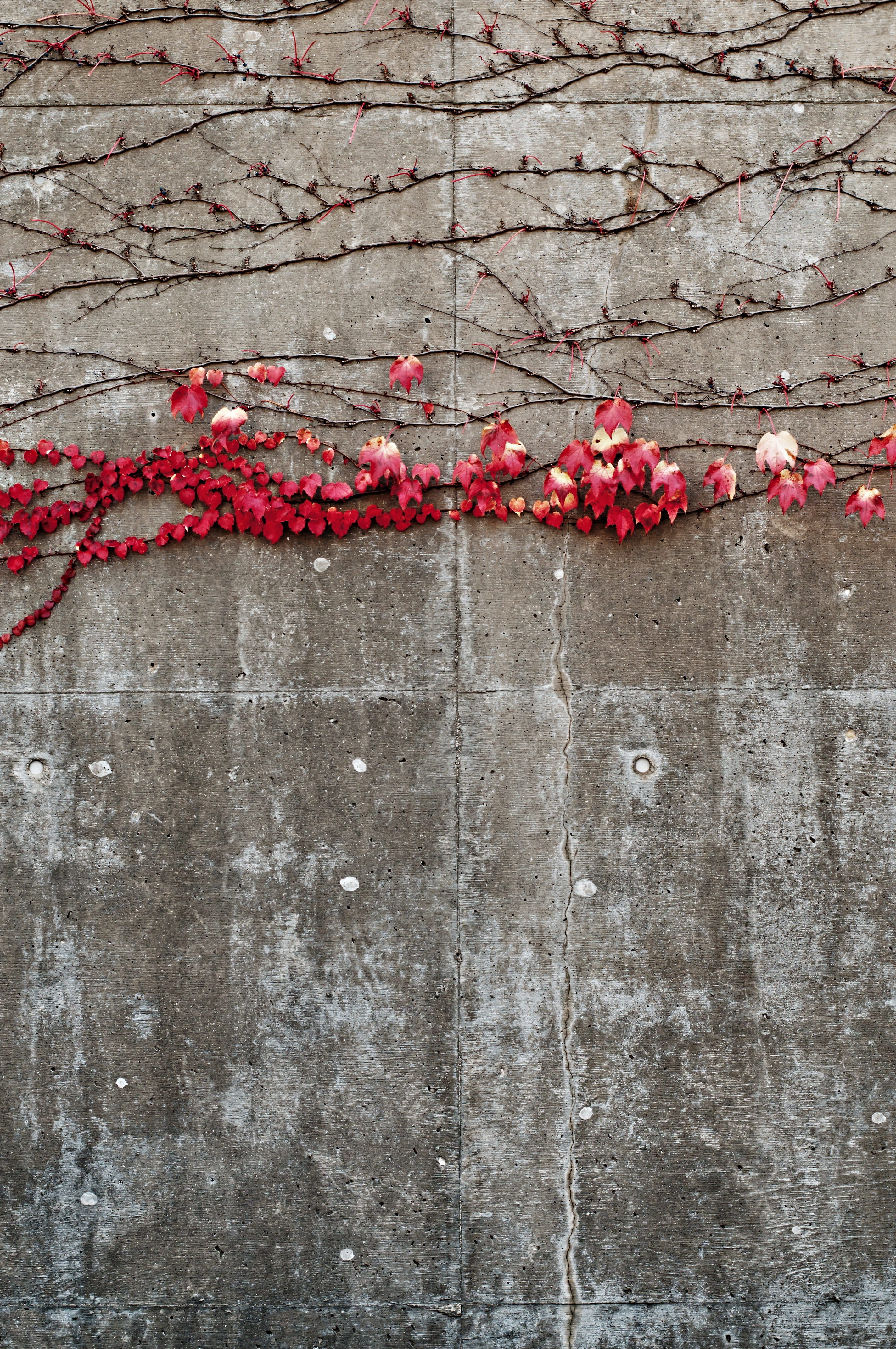 architecture, close-up, flower, growth, pink color, concrete, wall - building feature, nature, autumn, textured, freshness, weathered, no people, built structure, Phone HD Wallpaper