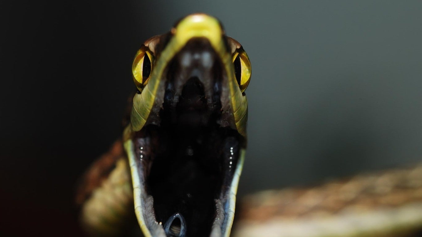 animal body part, attack, wildlife, sea, close-up, marine, animal mouth, animal, one animal, snake, animal head, focus on foreground, no people, reptiles, HD Wallpaper
