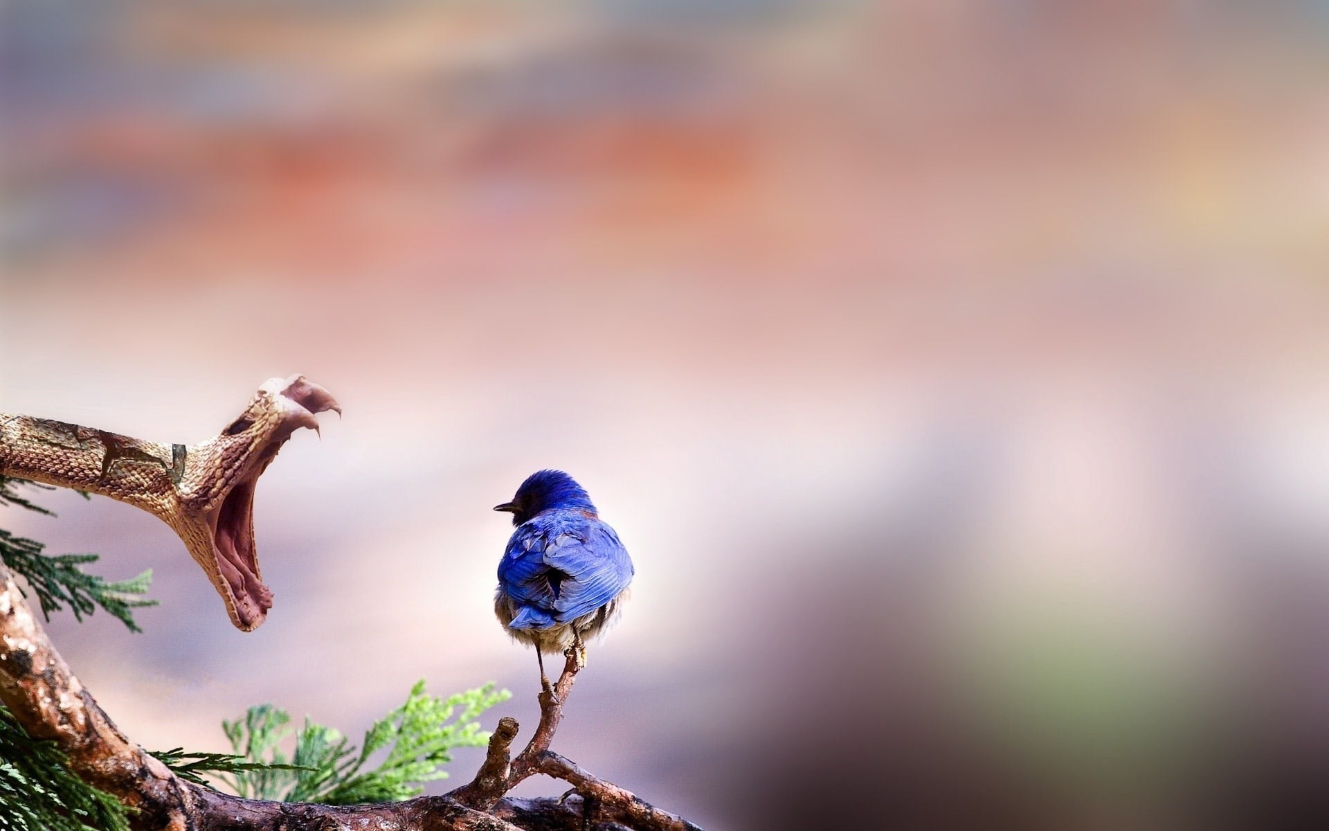 animal themes, close-up, nature, blue, tree, day, reptiles, focus on foreground, selective focus, perching, animals in the wild, vertebrate, birds, 1080P, HD Wallpaper