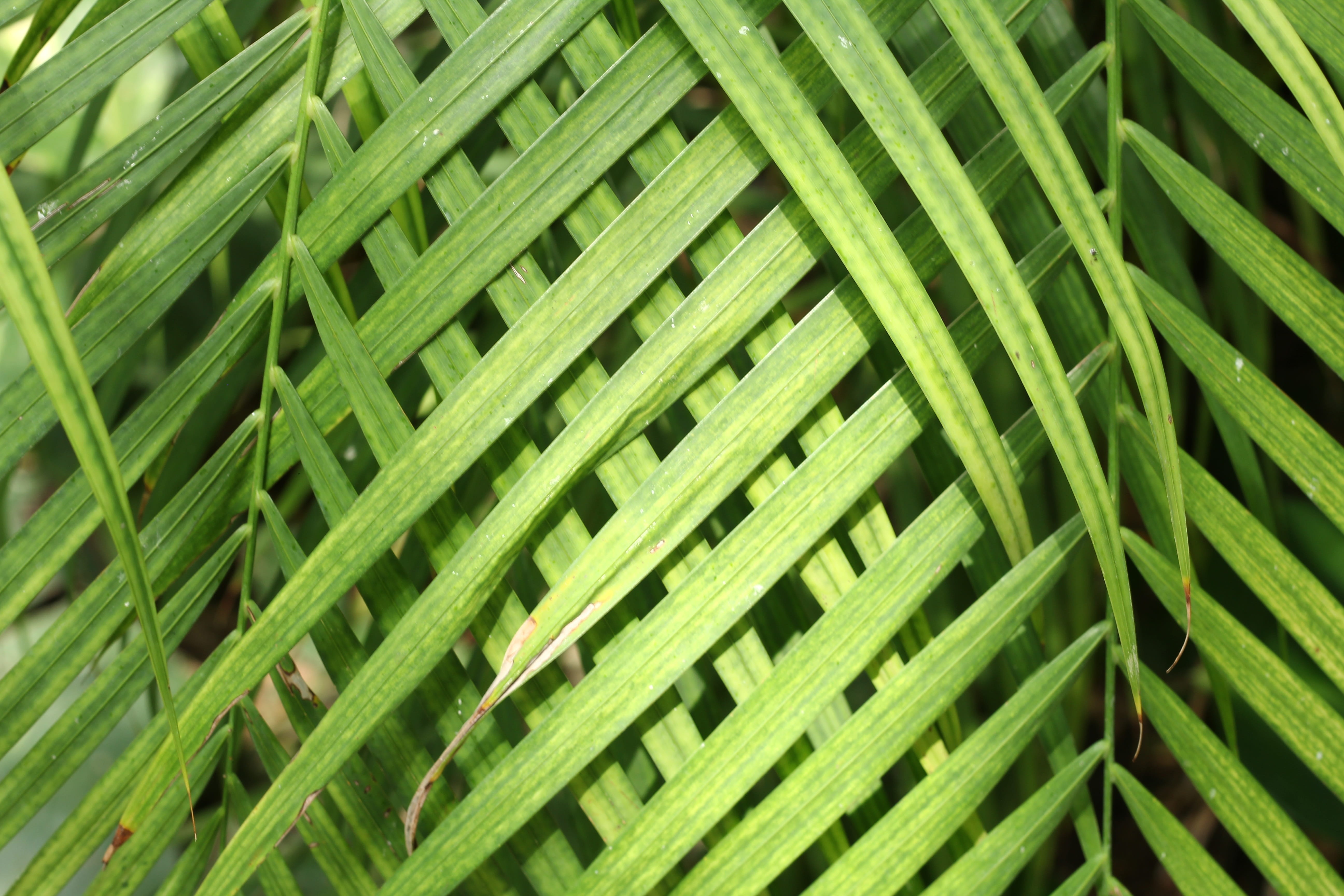 outdoors, fern, natural pattern, detail, close-up, plant part, full frame, plant, no people, flora, backgrounds, 5K, palm leaf, beauty in nature, green color, HD Wallpaper
