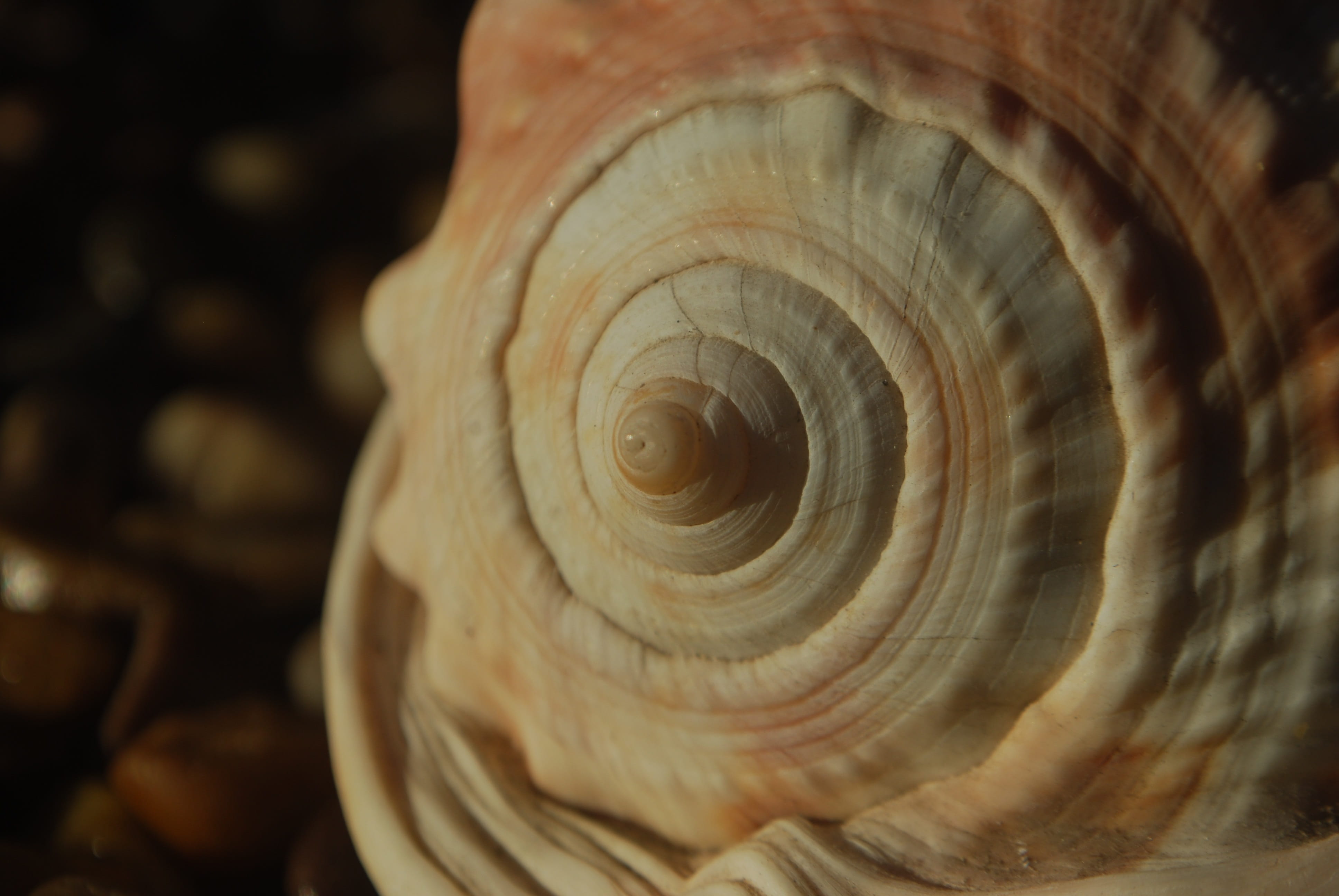 textured, beauty in nature, rough, geometric, soul, maths, shell, tree ring, intelligence, mindfulness, zen, spiral, geometry, extreme close-up, natural pattern, HD Wallpaper