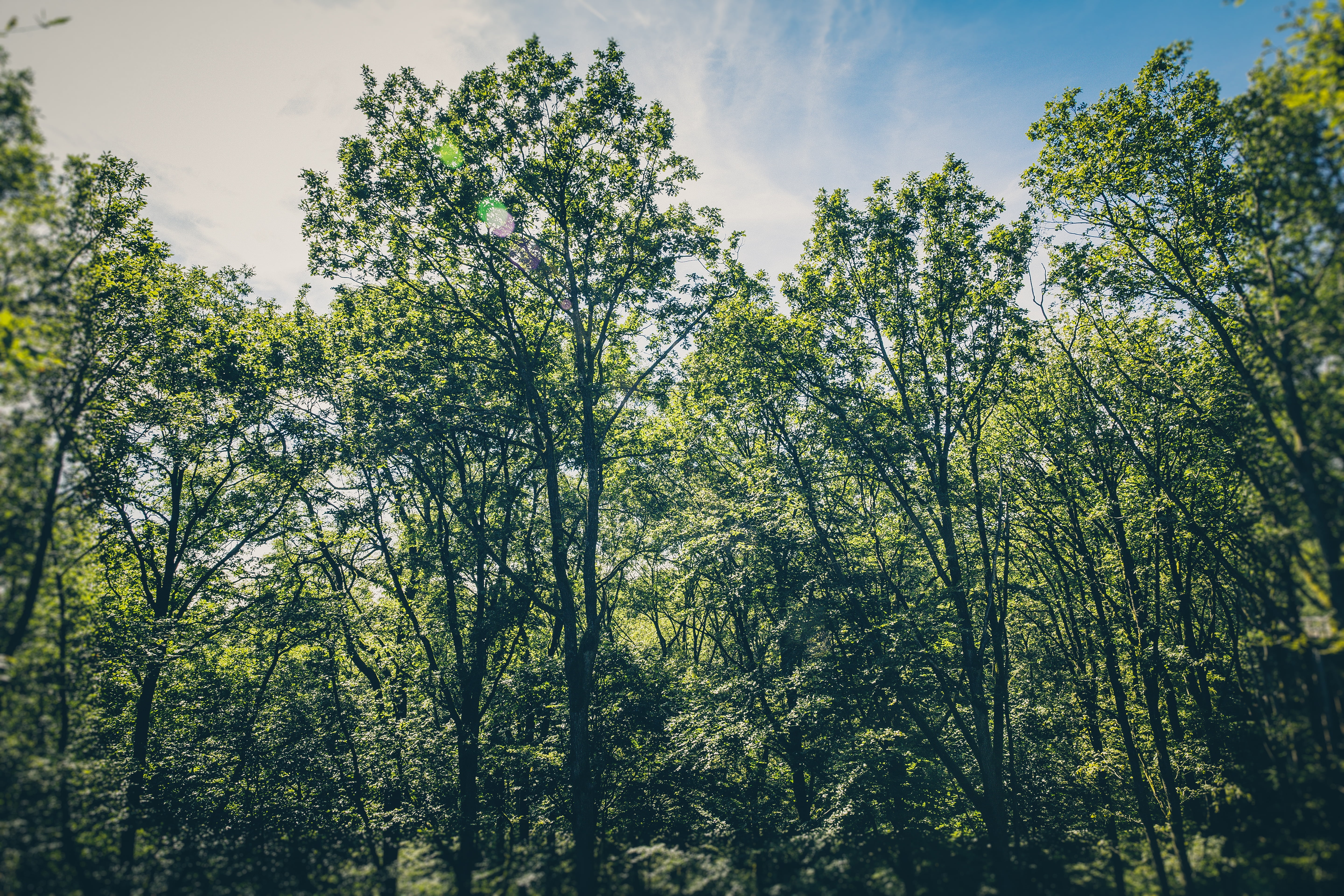 plant, deciduous, outdoors, natural environment, growth, nature, landscape, no people, coniferous tree, 5K, day, sky, tree canopy, pine woodland, pine tree, HD Wallpaper