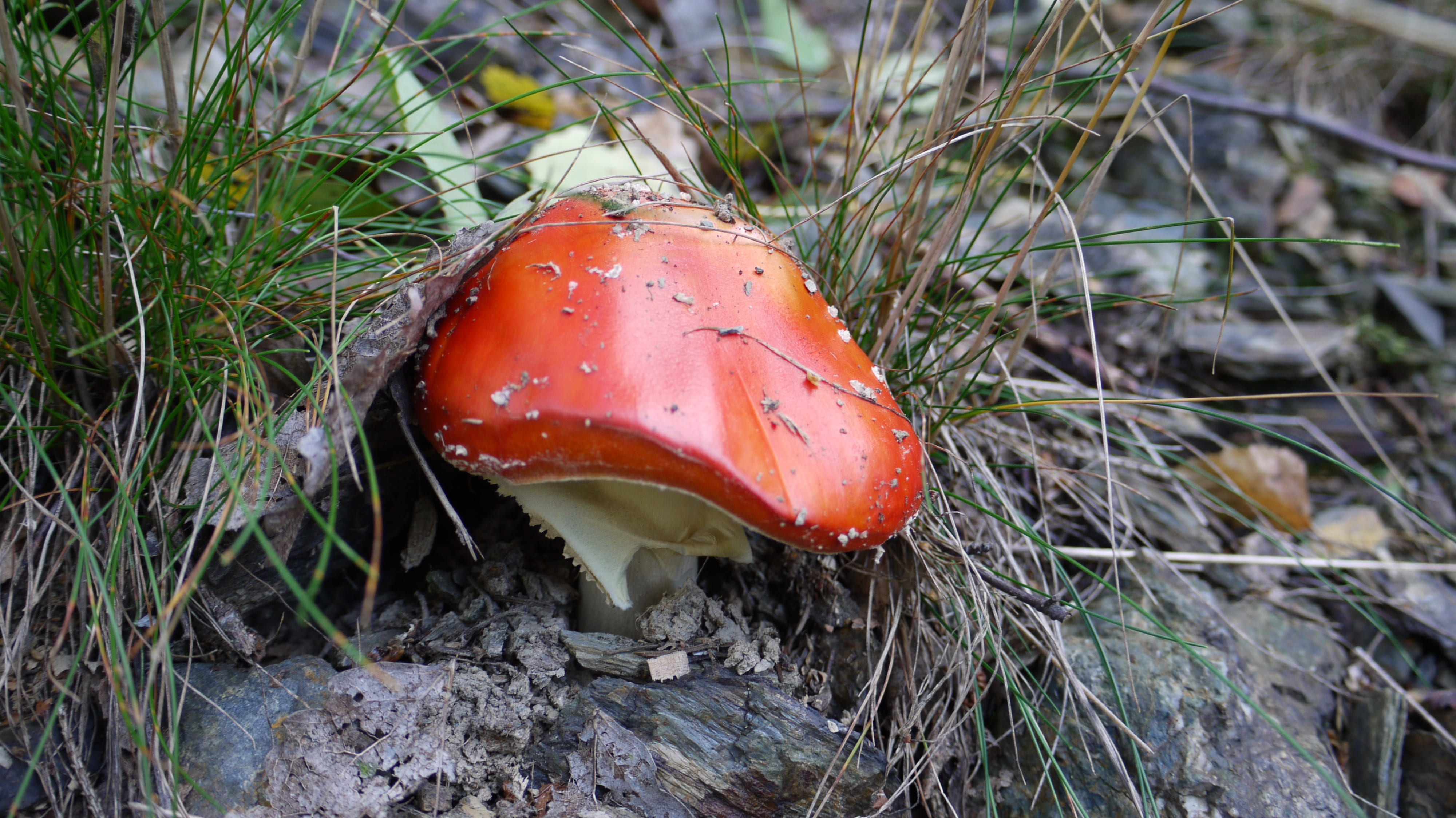 poisonous, plant, nature, fly agaric mushroom, orange color, toadstool, day, growth, beauty in nature, ants umbrella, close-up, fungus, outdoors, fly agaric, HD Wallpaper