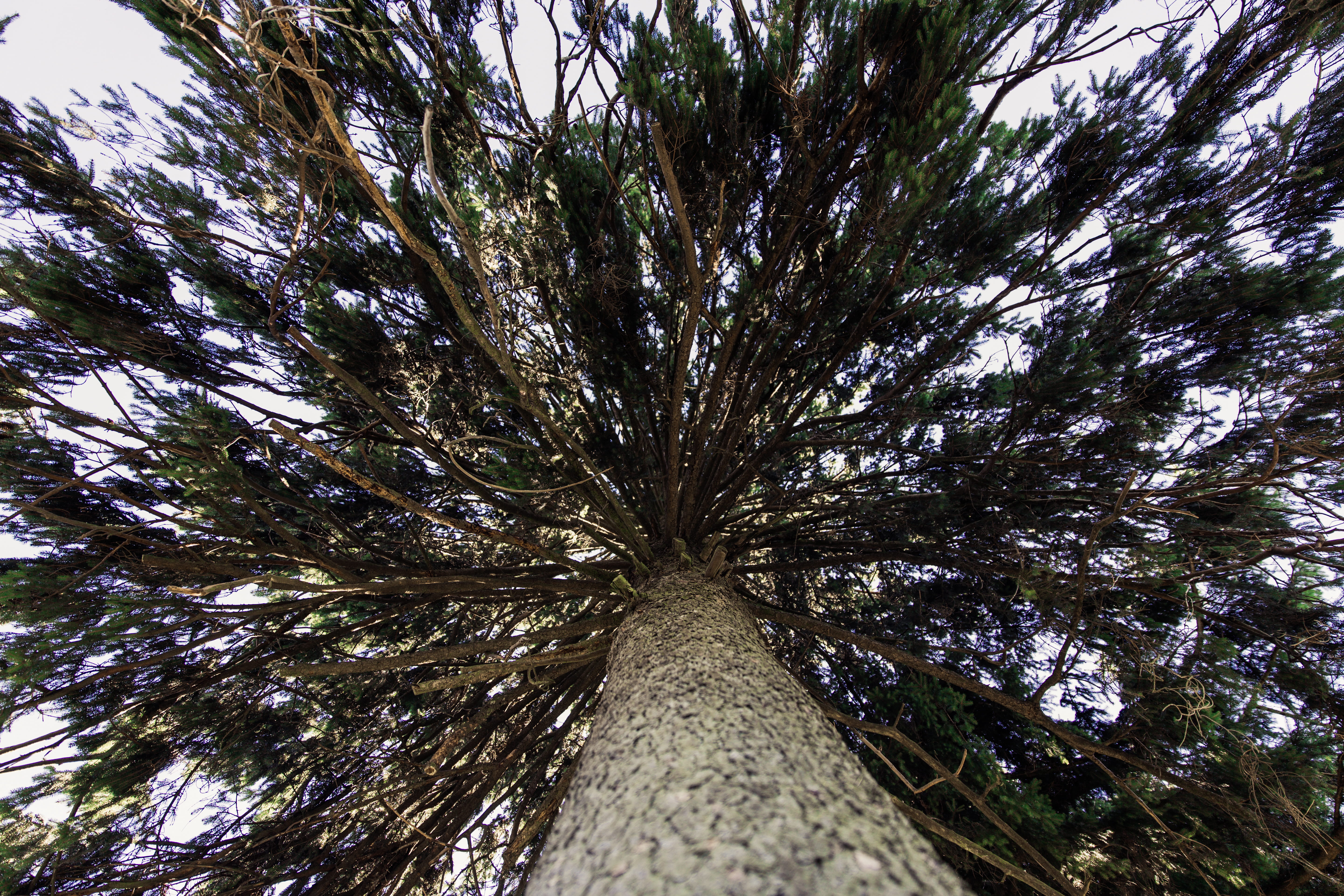 scenics - nature, park, outdoor, plant, tree canopy, directly below, no people, branches, environmental consciousness, low angle view, tree trunk, day, HD Wallpaper