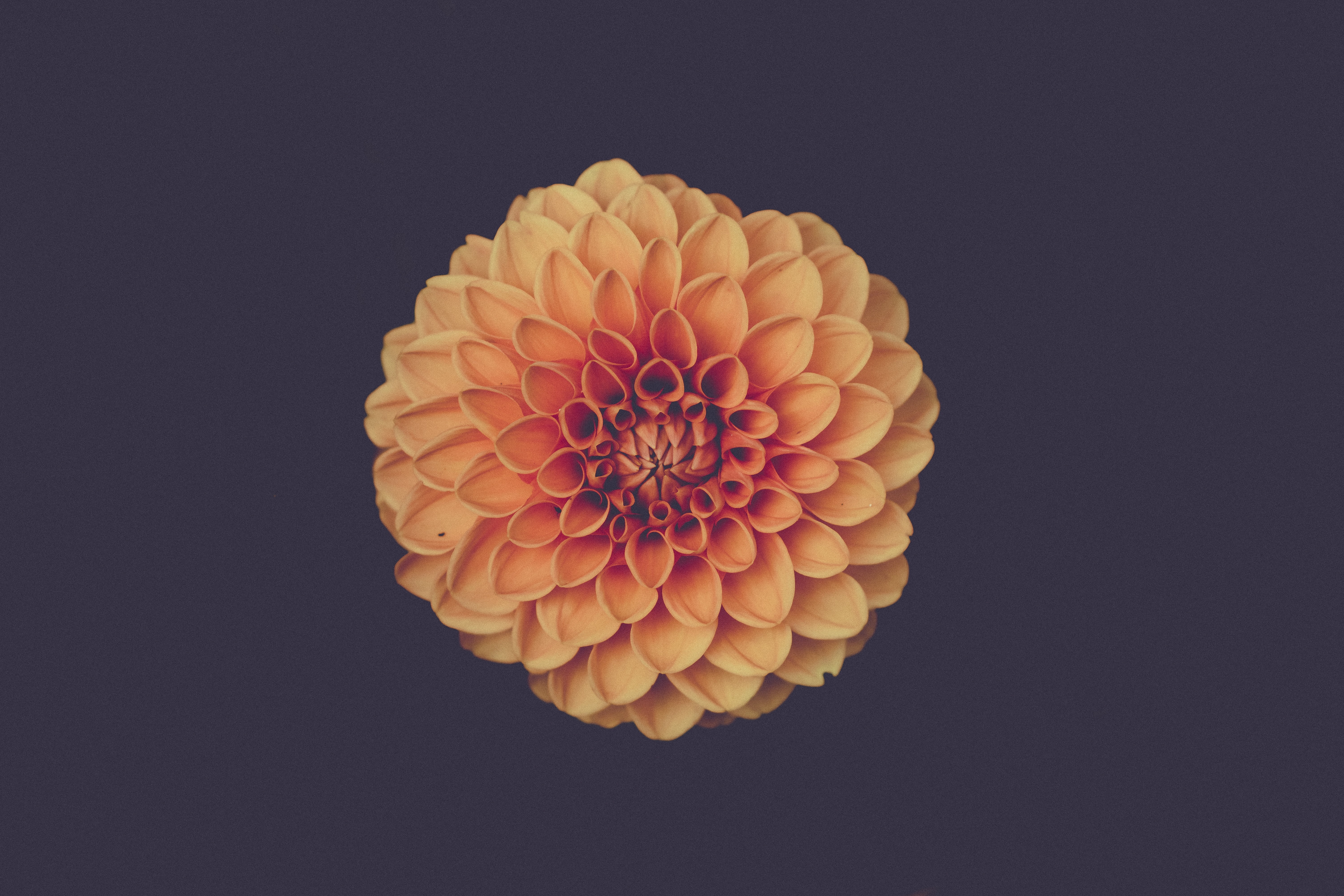 decoration, bright, blossom, directly above, cut out, beautiful, wellbeing, flora, fruit, single object, bloom, black, nature, single, orange color, fragility, HD Wallpaper