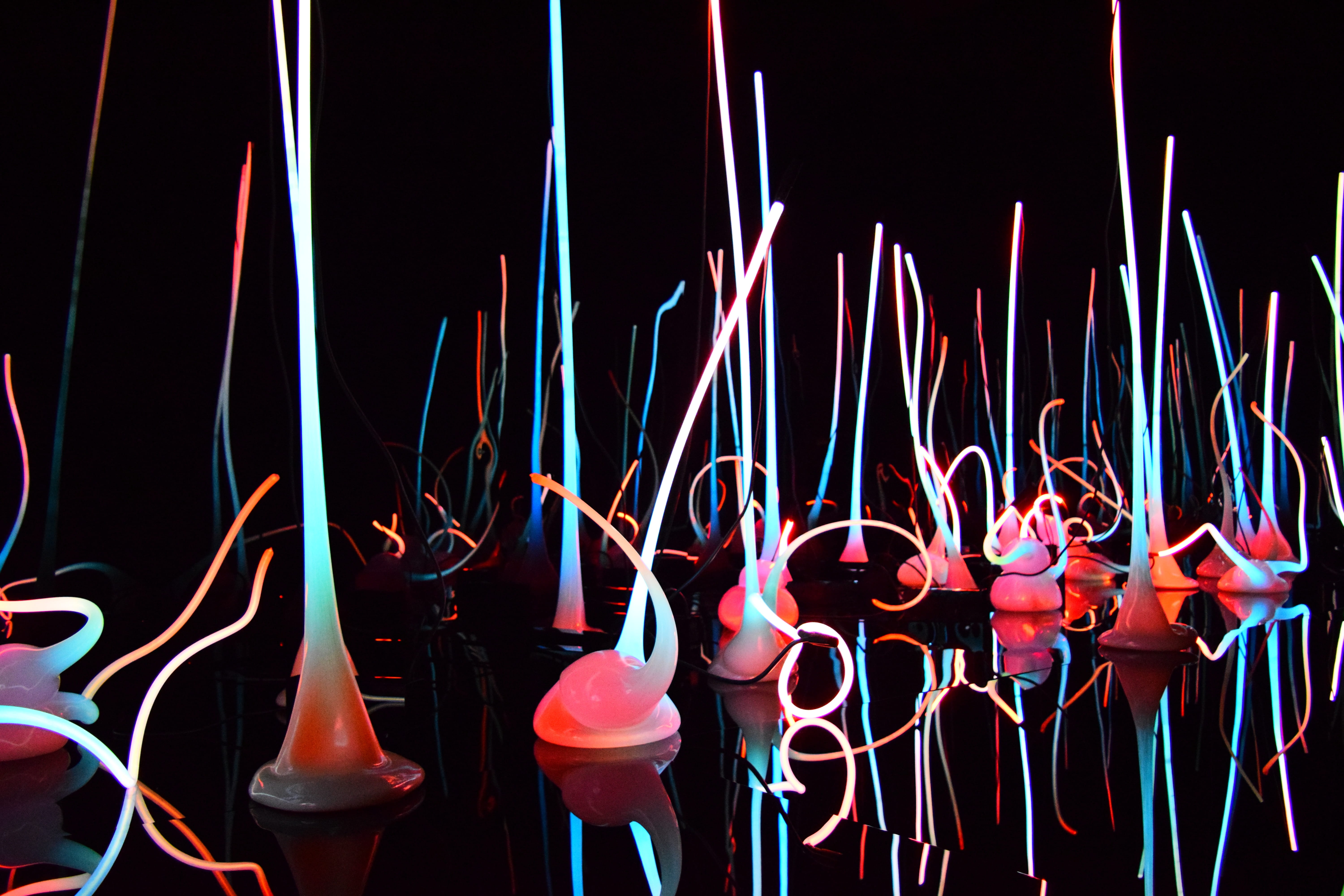 night, pink, light, black light, red, large group of objects, shiny, White, energy, celebration, vibrant, disco, chihuly, art, Reflection, lighting, Neon, HD Wallpaper