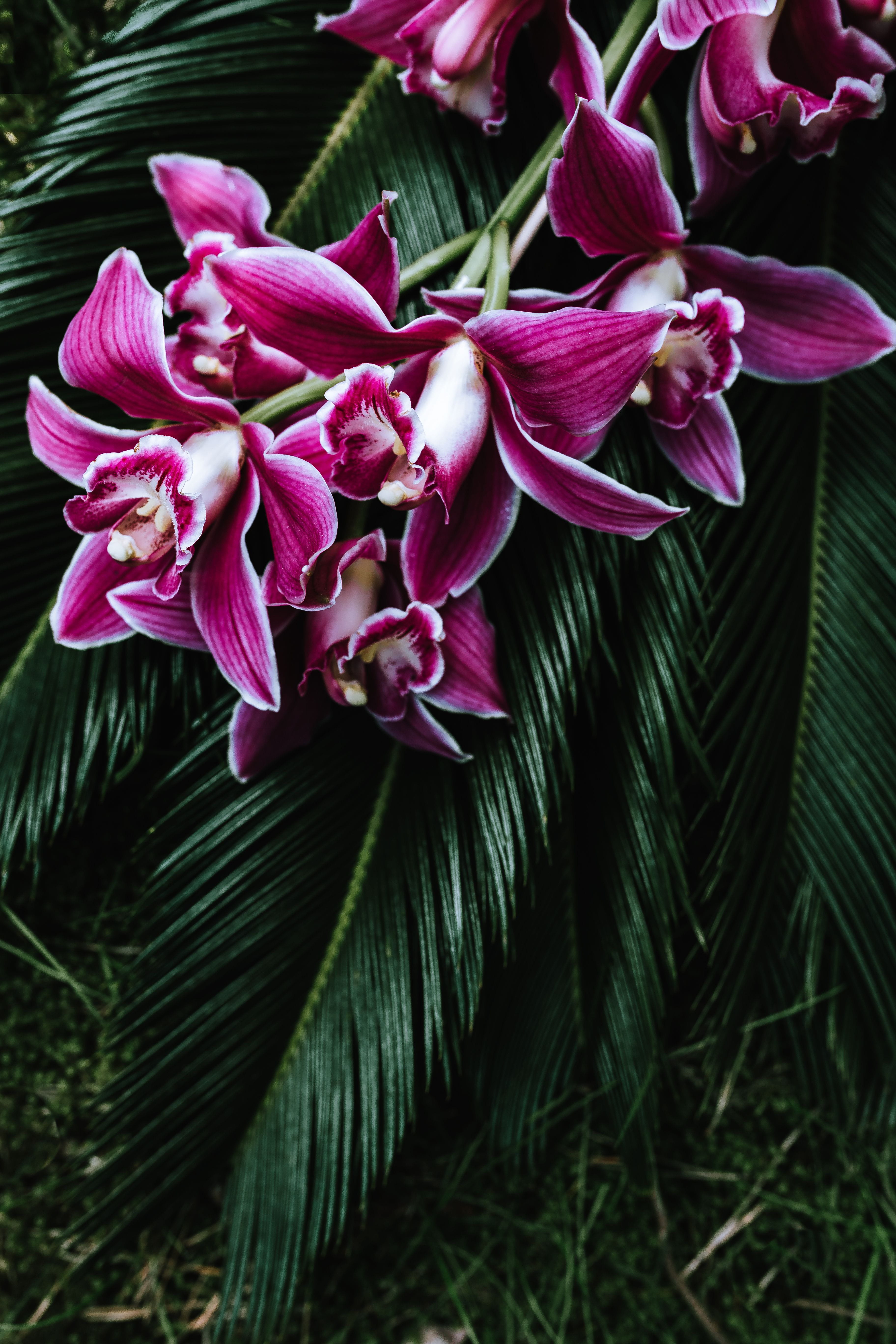 growth, day, leaf, outdoors, flower, bouquet, orchid, king sago, no people, arrangement, pink color, freshness, inflorescence, sago, Tropical, fragility, Phone HD Wallpaper